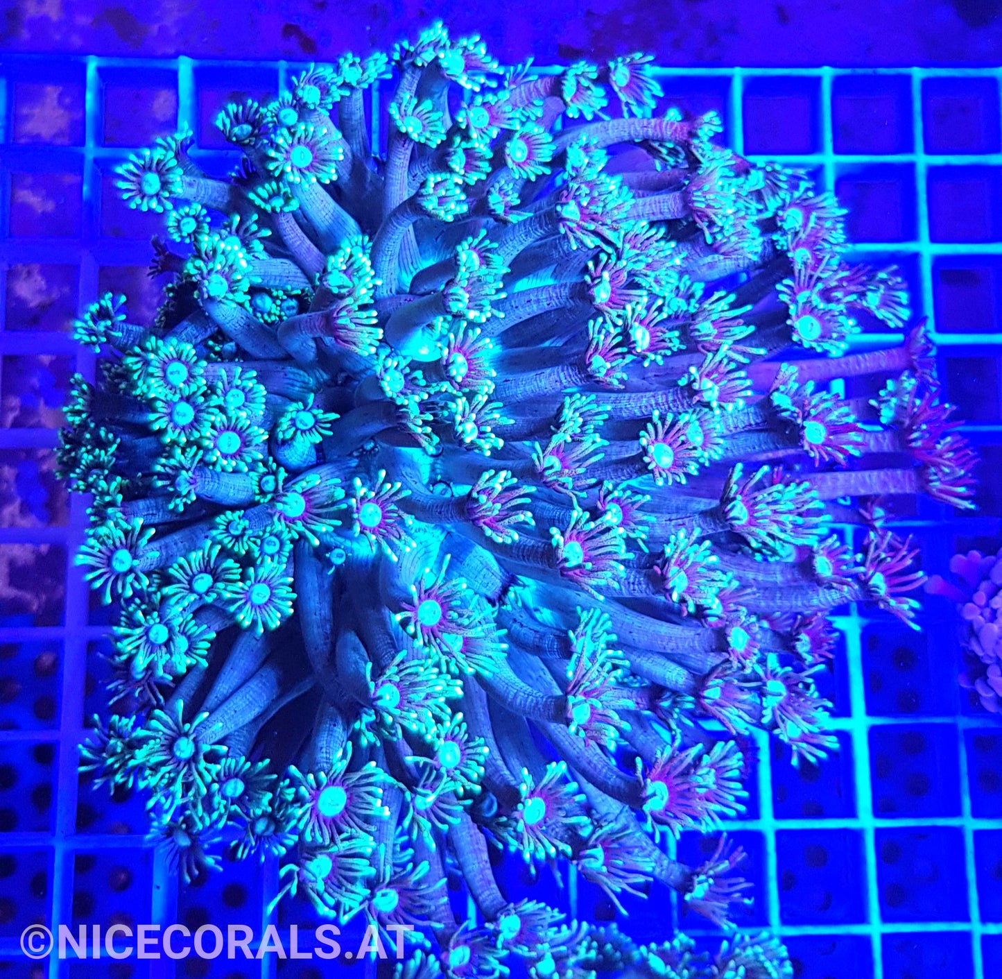 Goniopora XXL