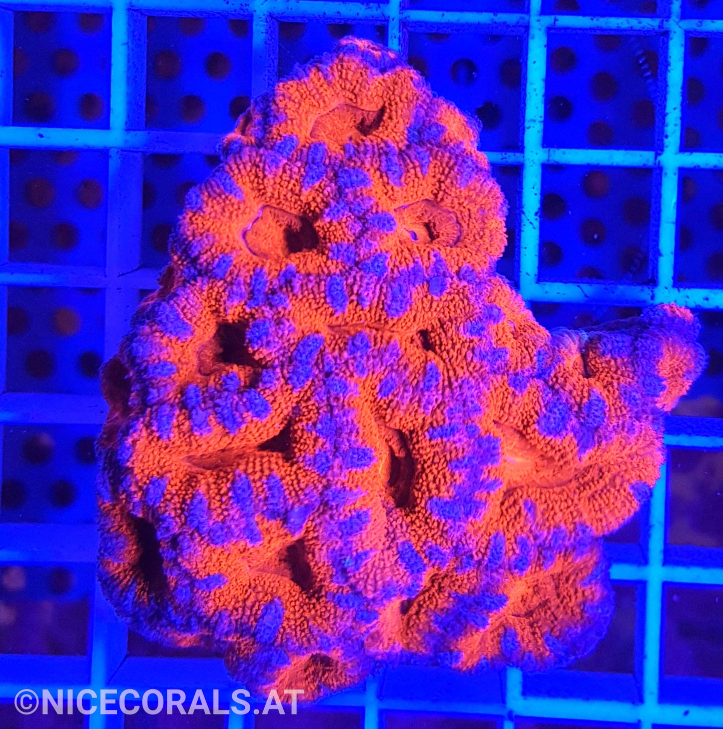 Acanthastrea