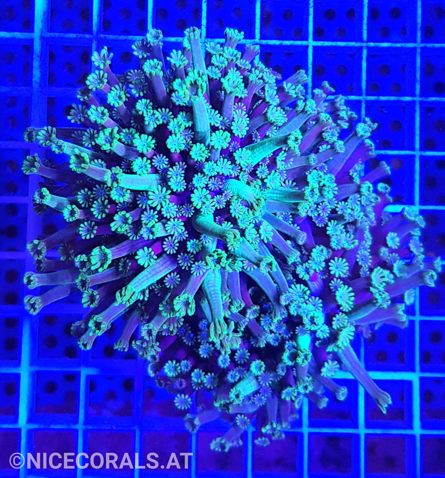 Alveopora