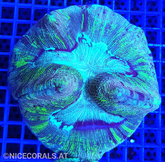 Trachyphyllia