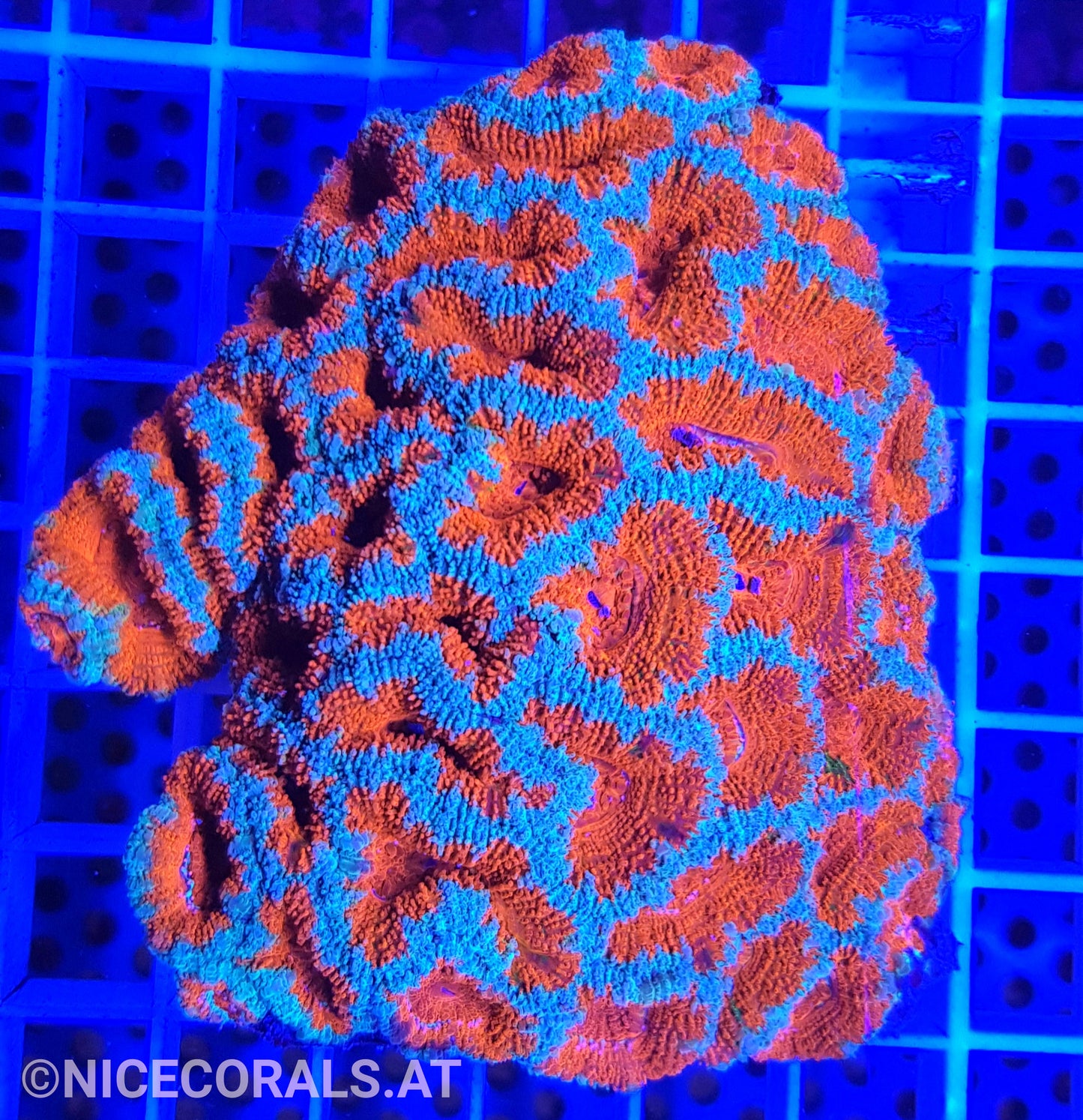 Acanthastrea