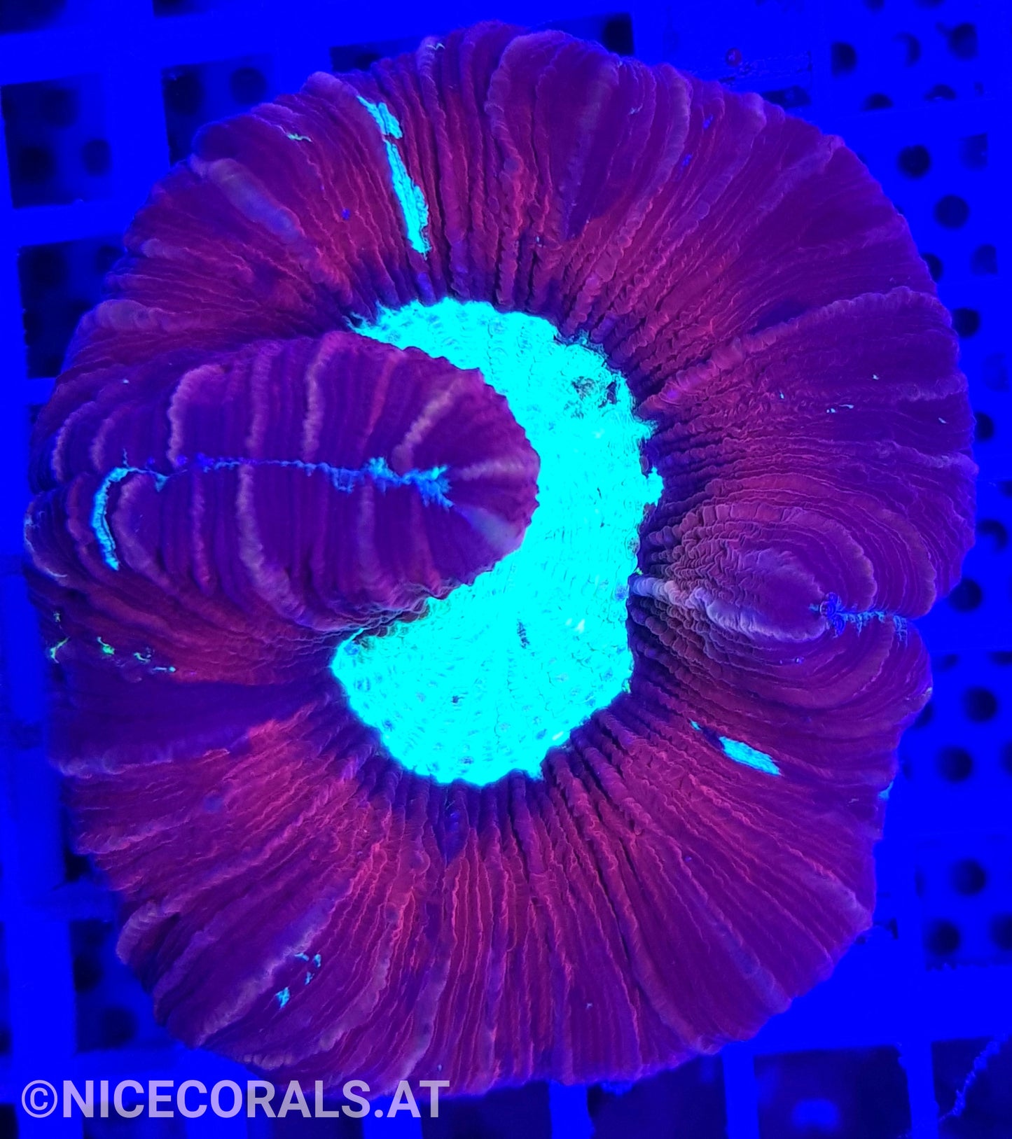 Trachyphyllia