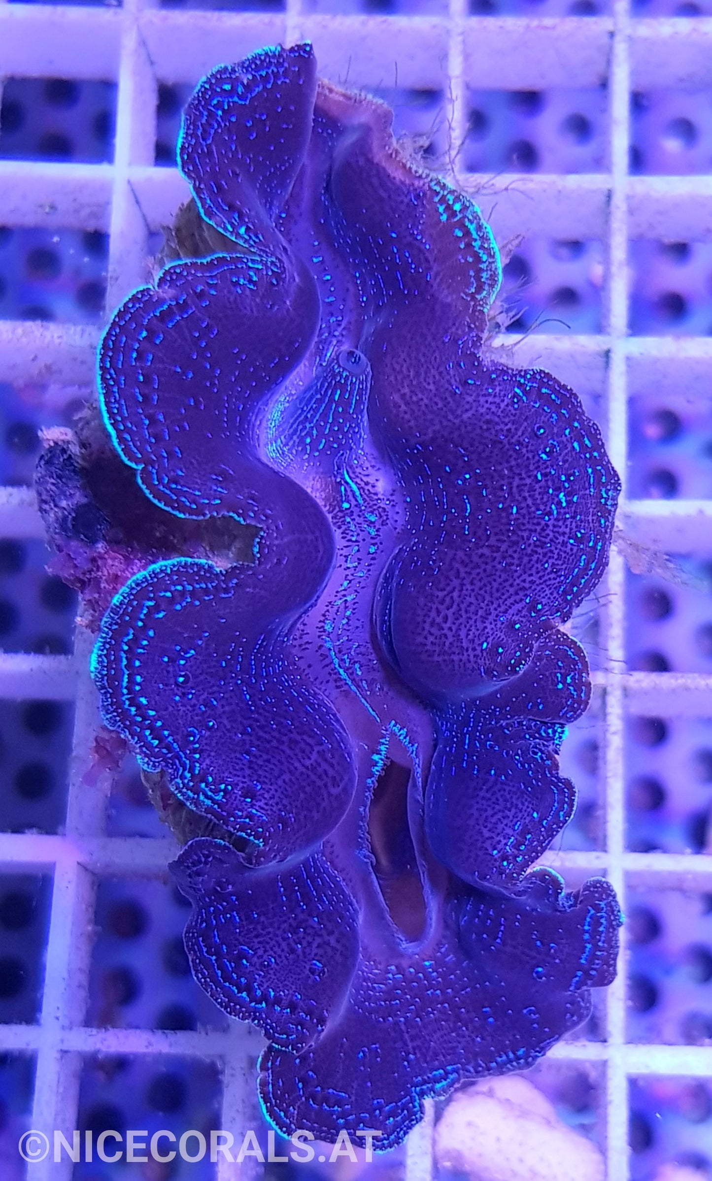 Tridacna crocea 7cm