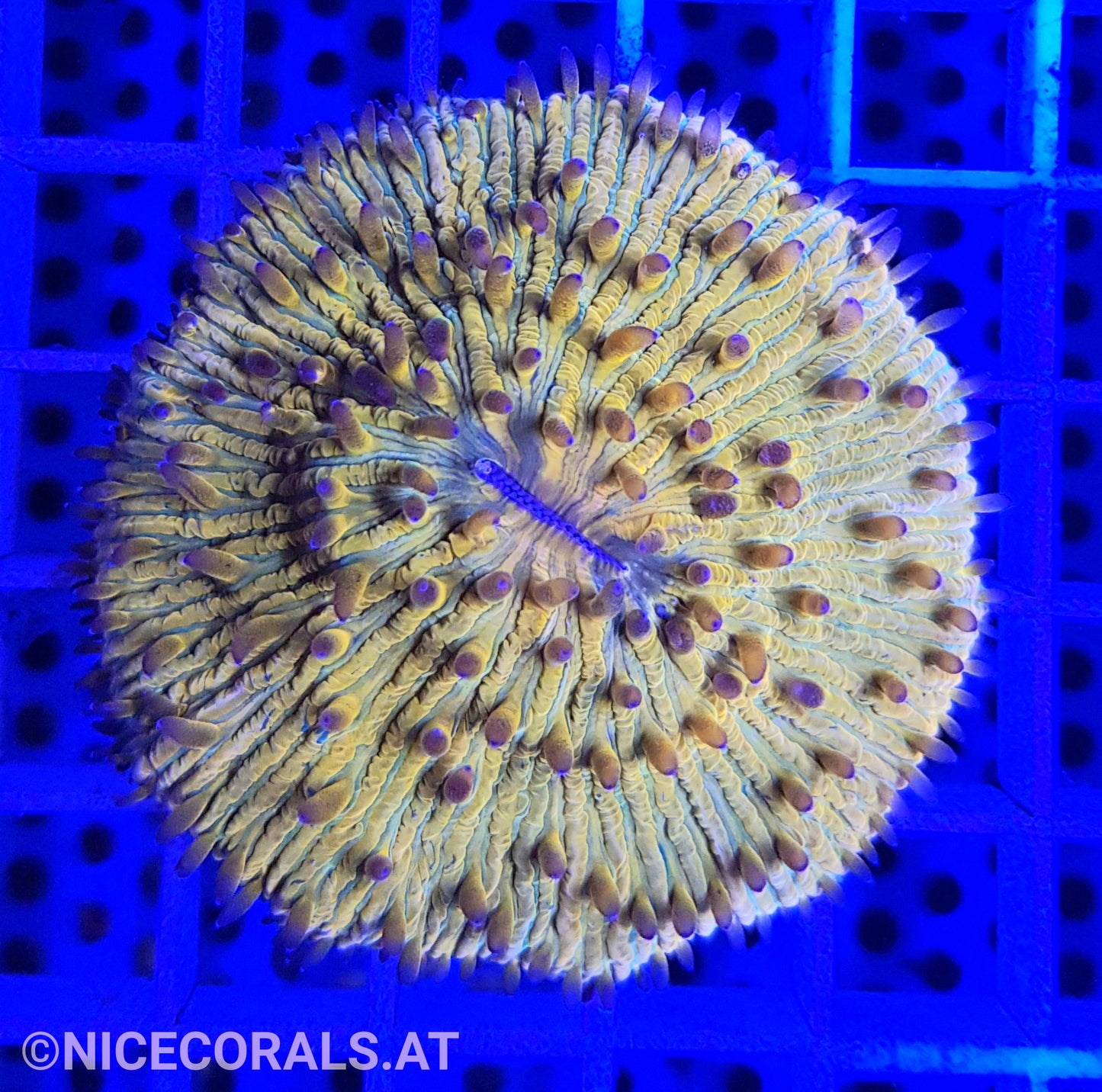 Cycloseris