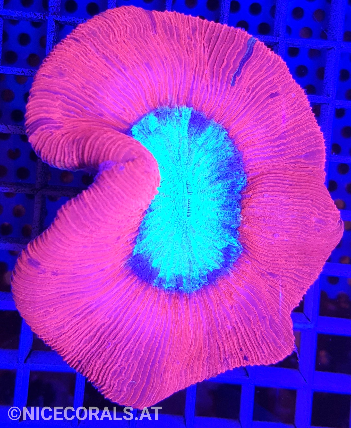 Trachyphyllia