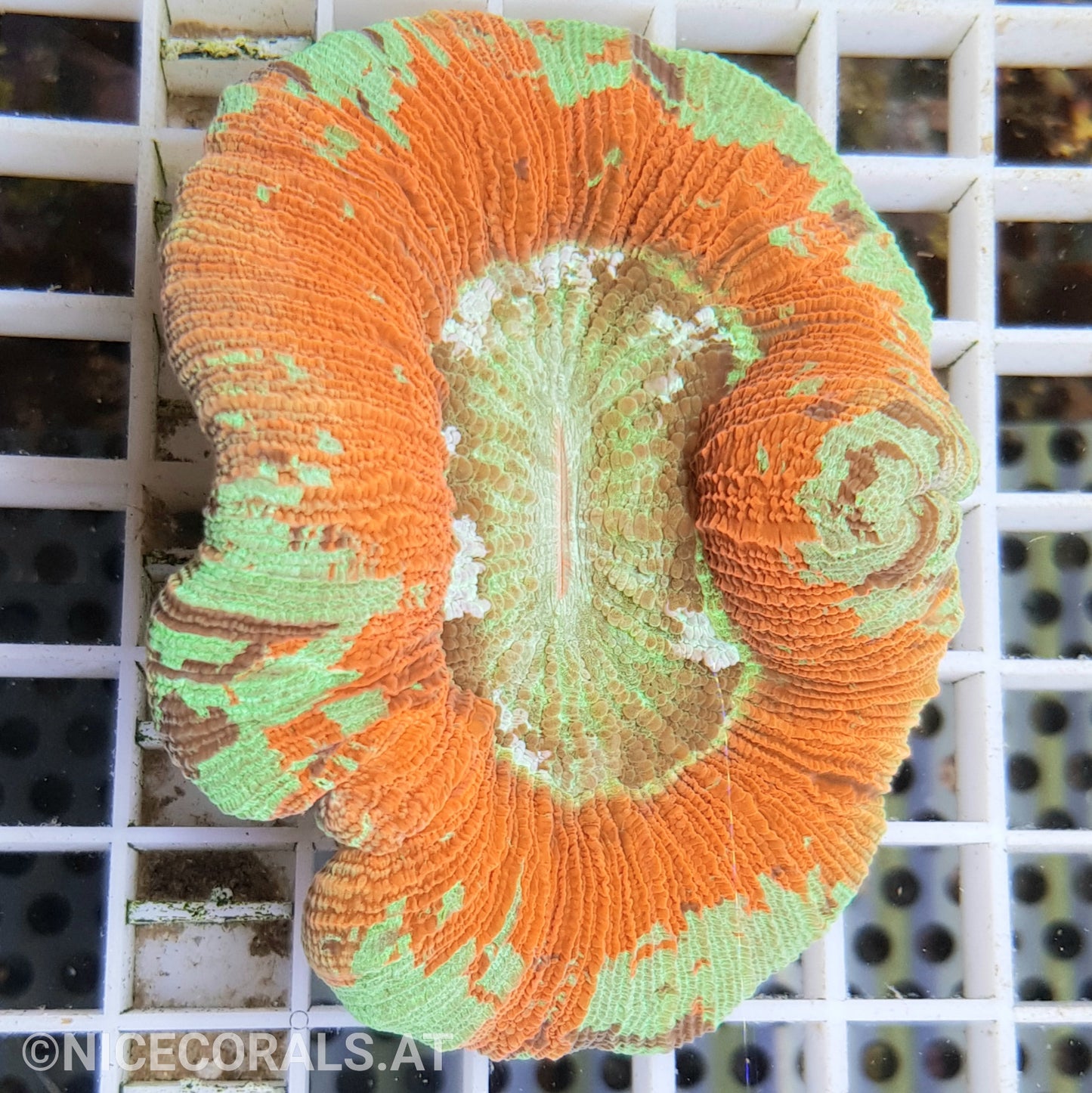 Trachyphyllia