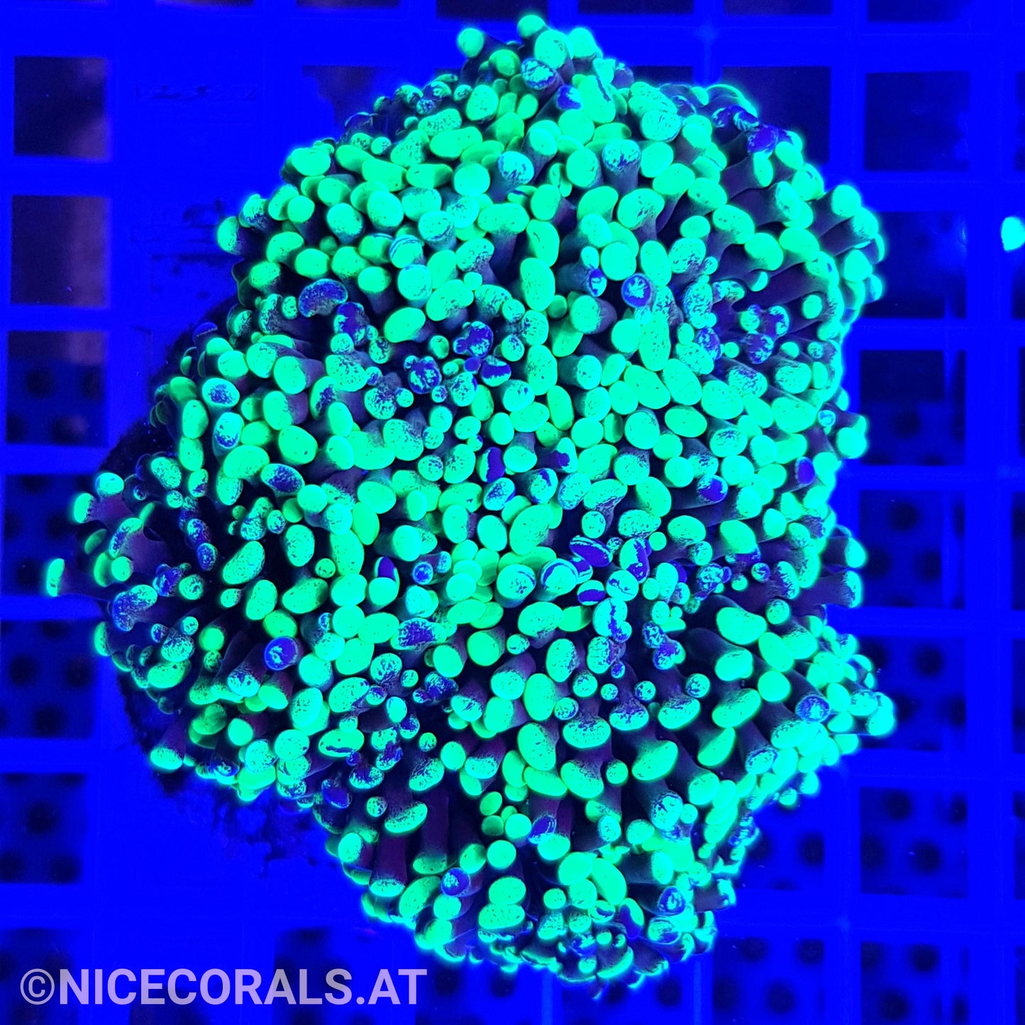 Euphyllia Paraancora 4-5 Heads