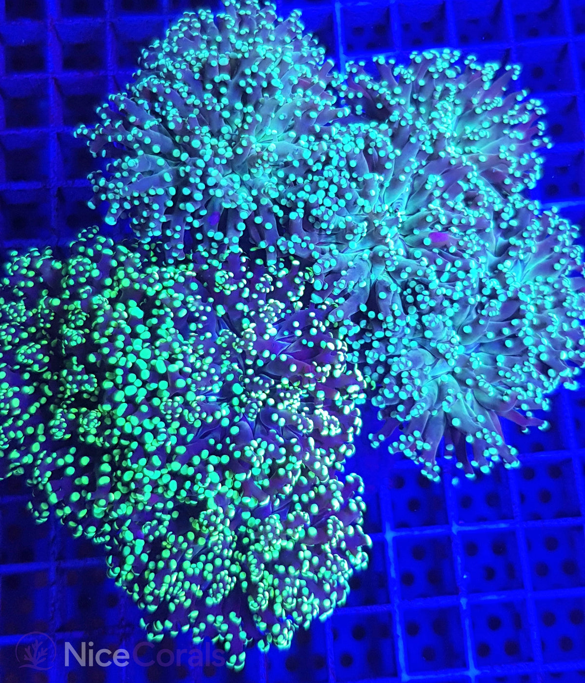 Euphyllia paradivisa