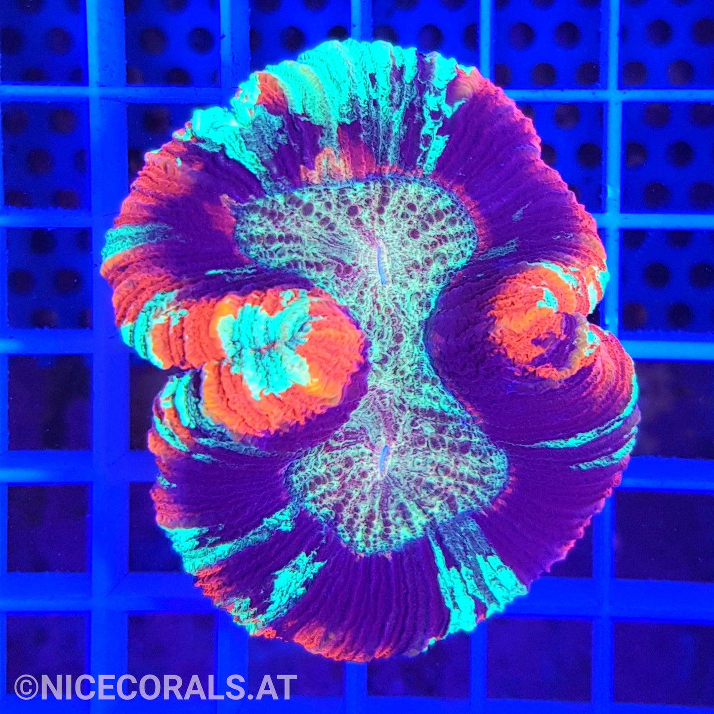 Trachyphyllia