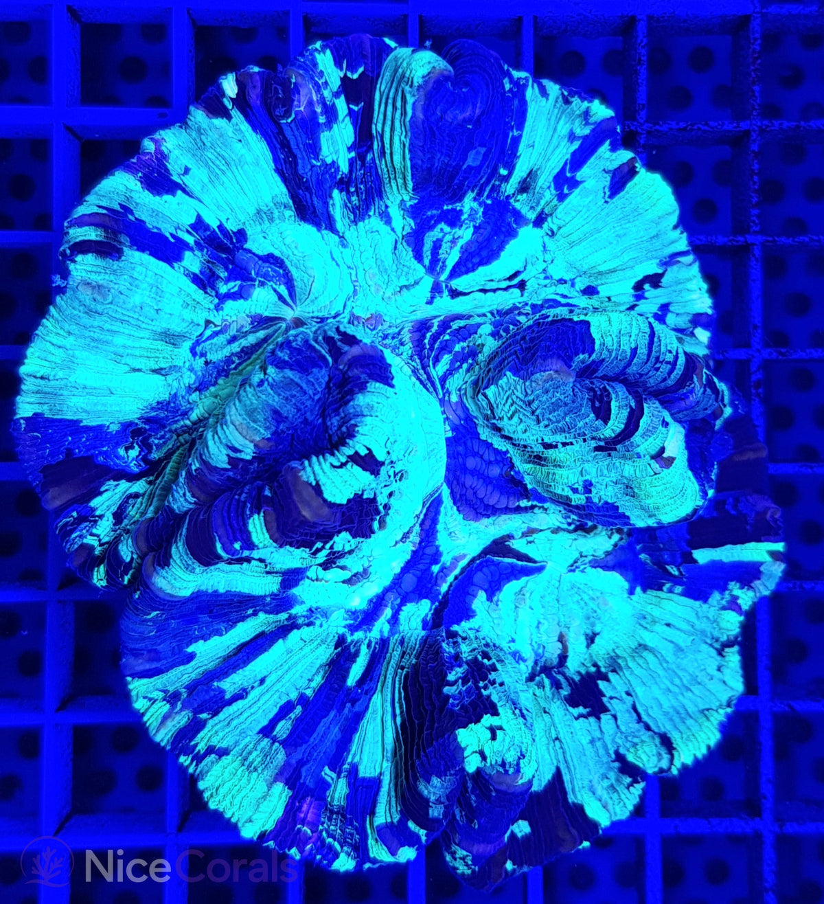 Trachyphyllia