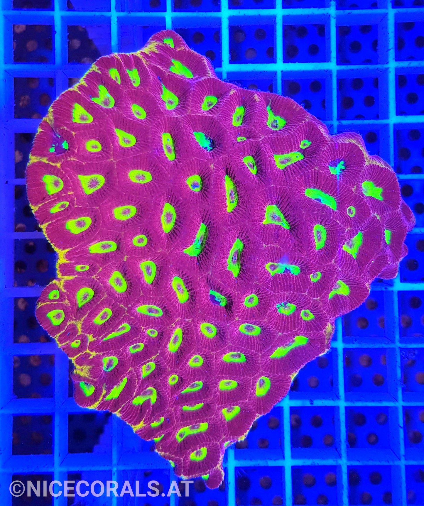 Favia Ultra