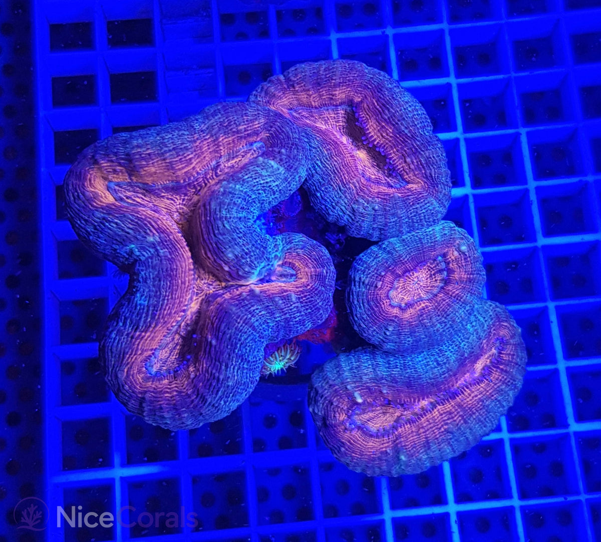 Lobophyllia