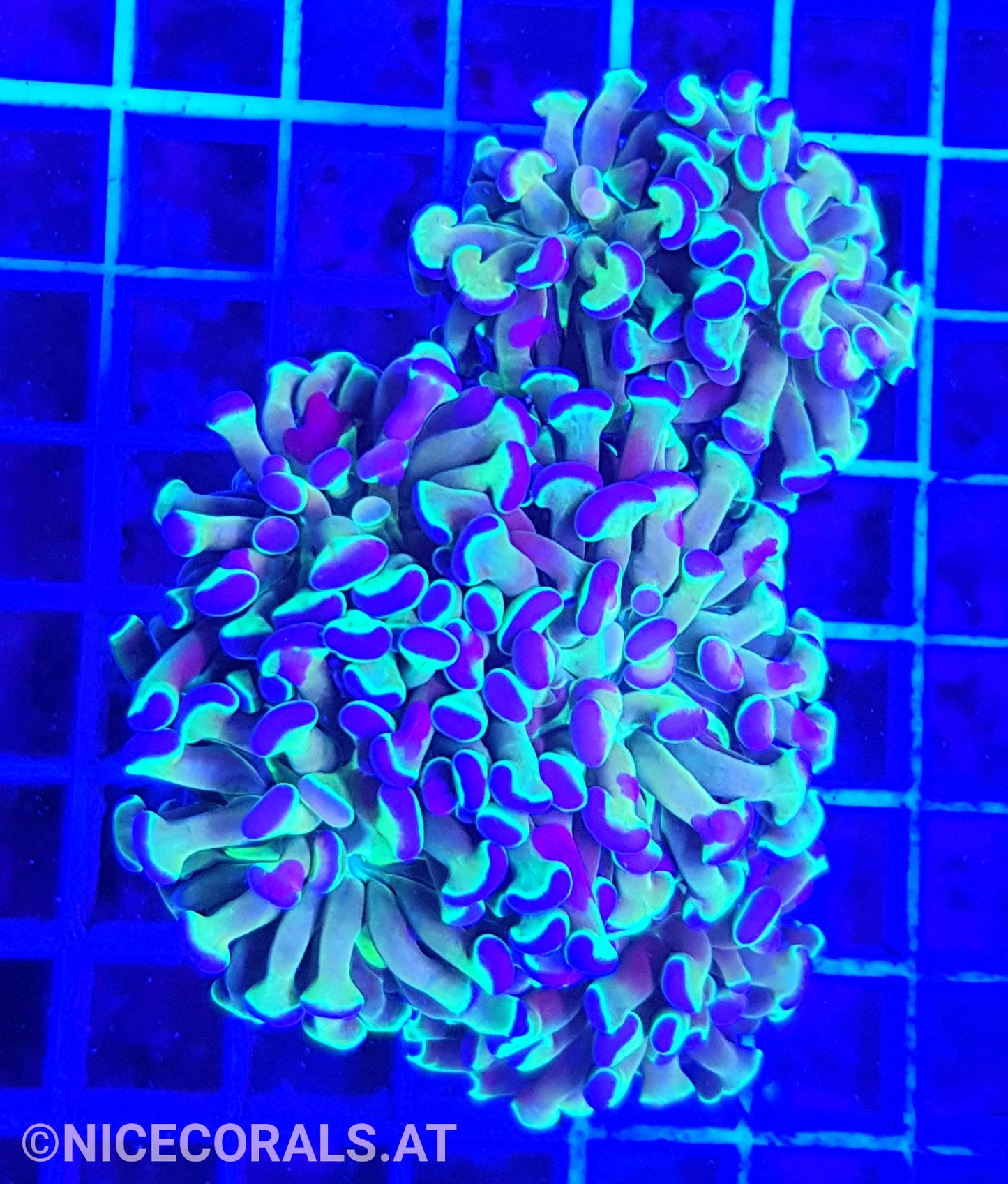 Euphyllia Paraancora Hologram