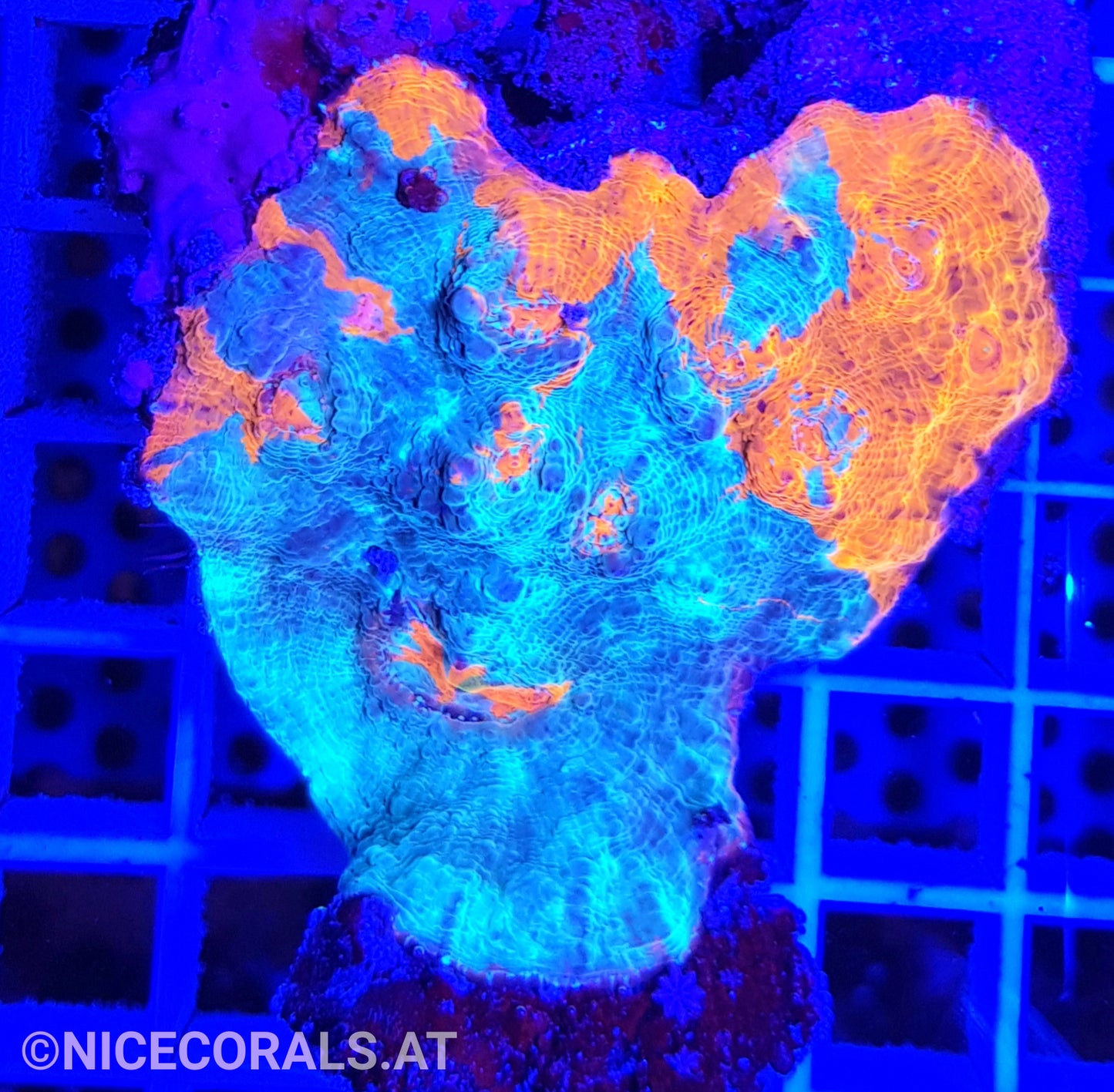 Chalice Katar Orenji