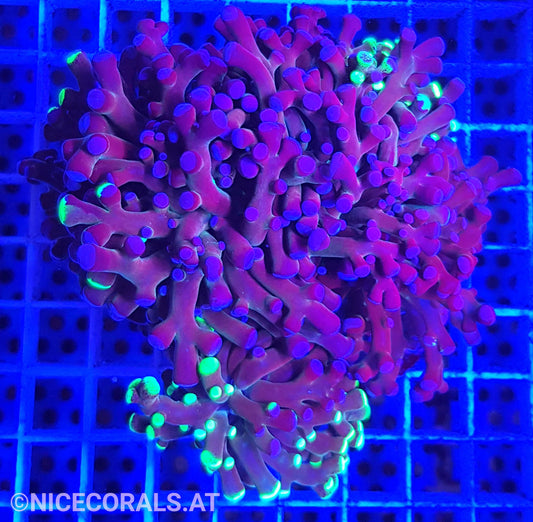 Euphyllia Paradivisa 4-5 Heads