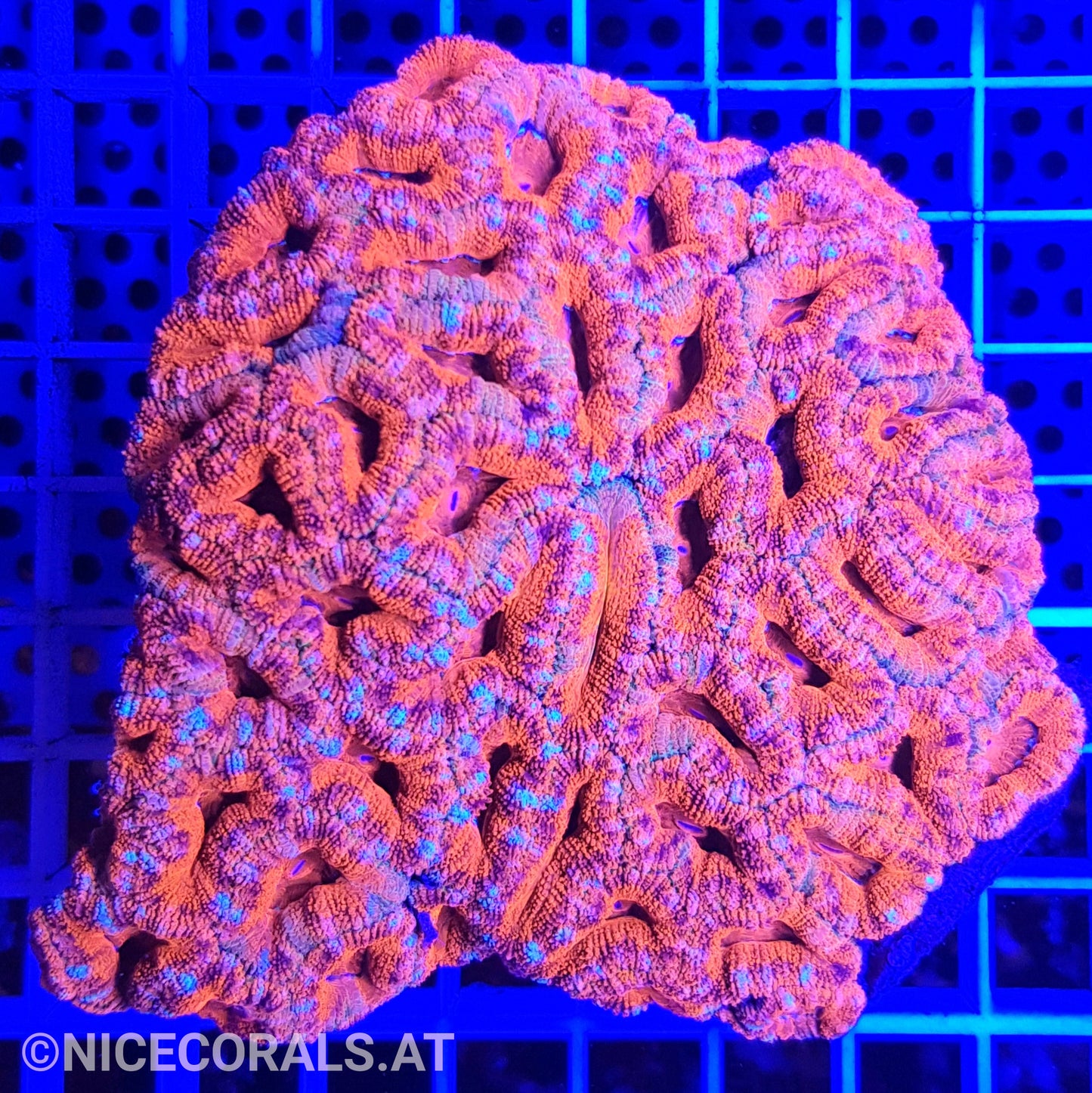 Acanthastrea XXL