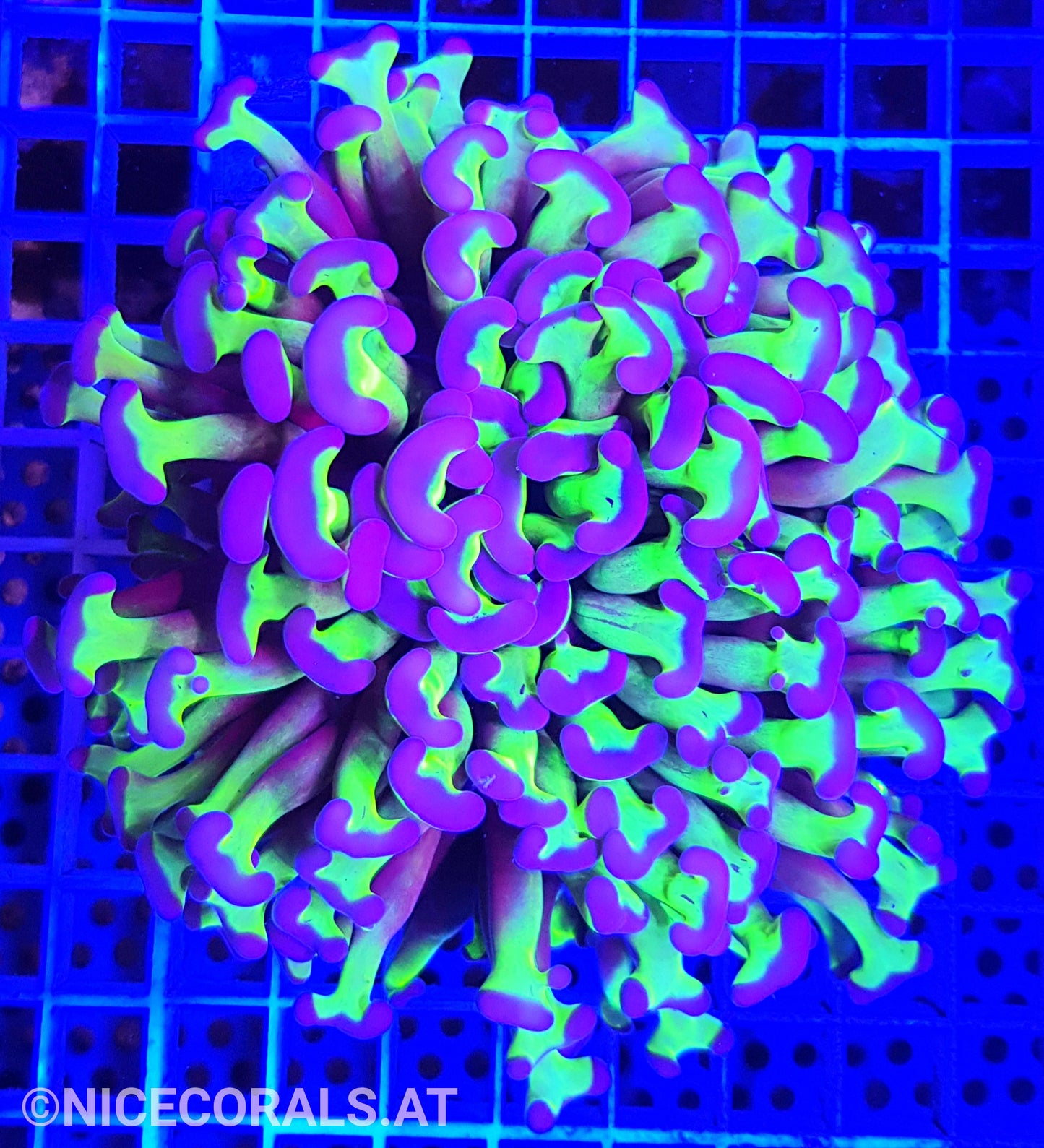 Euphyllia ancora