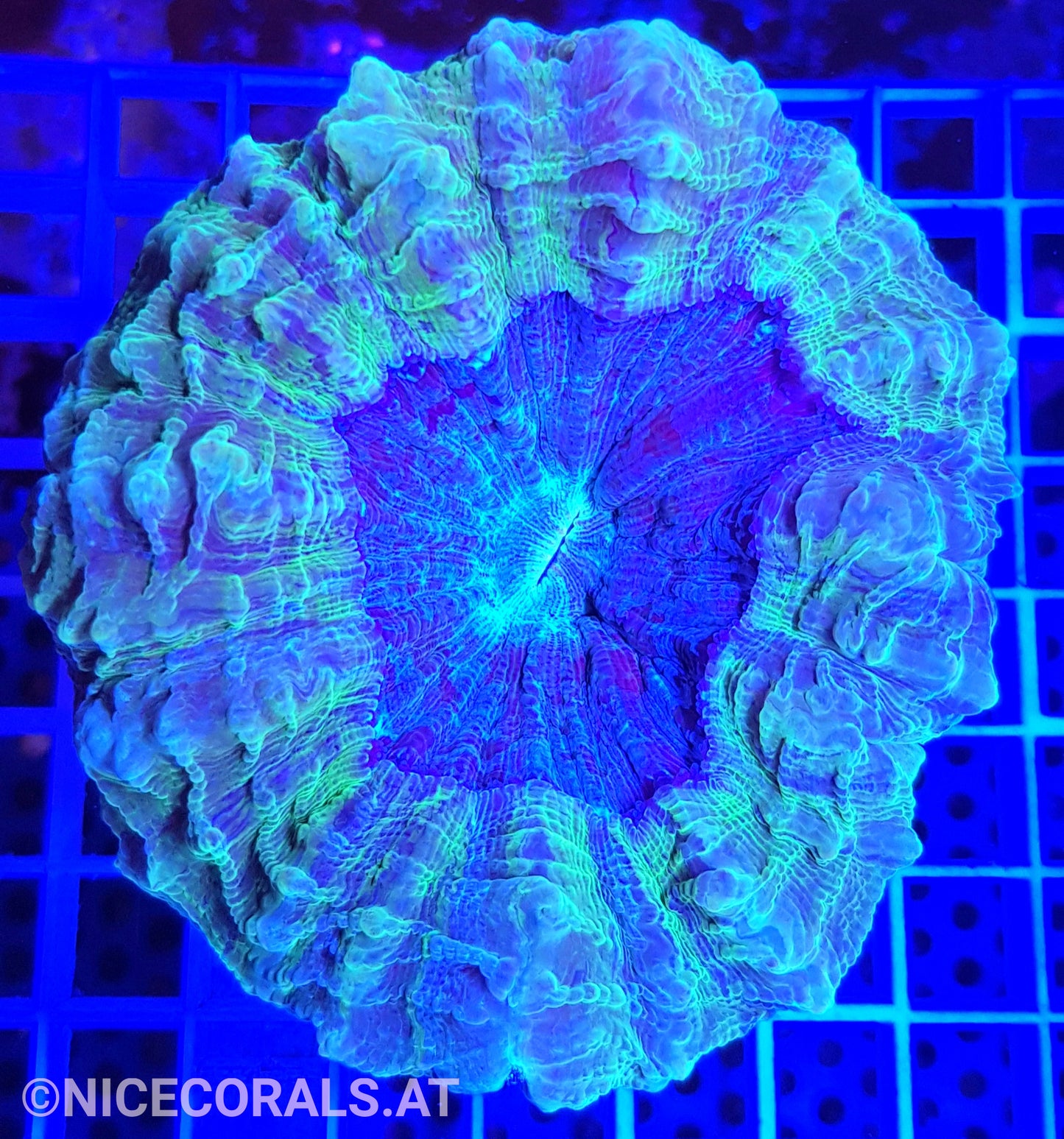 Cynarina SP. Acanthophyllia