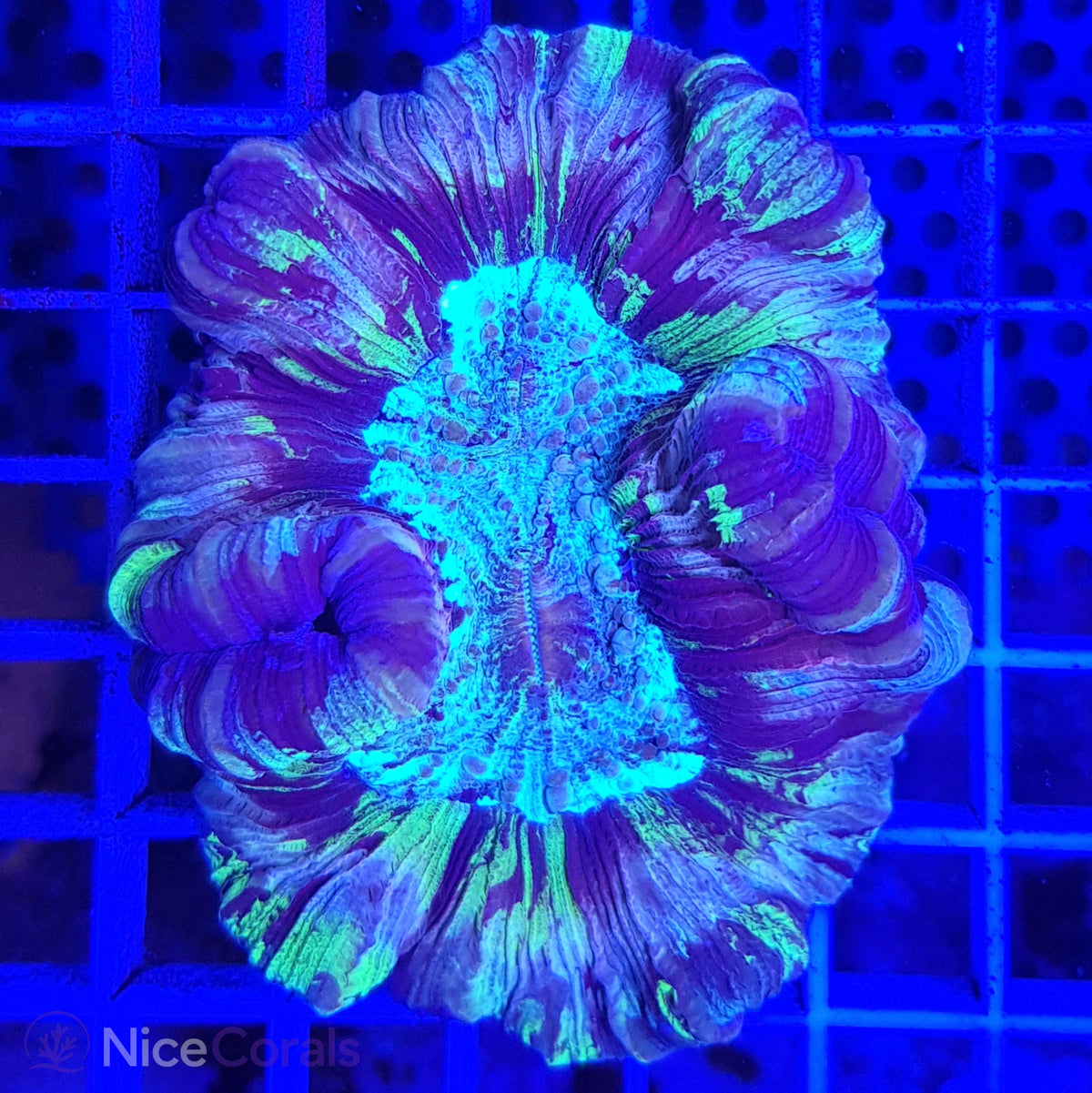 Trachyphyllia