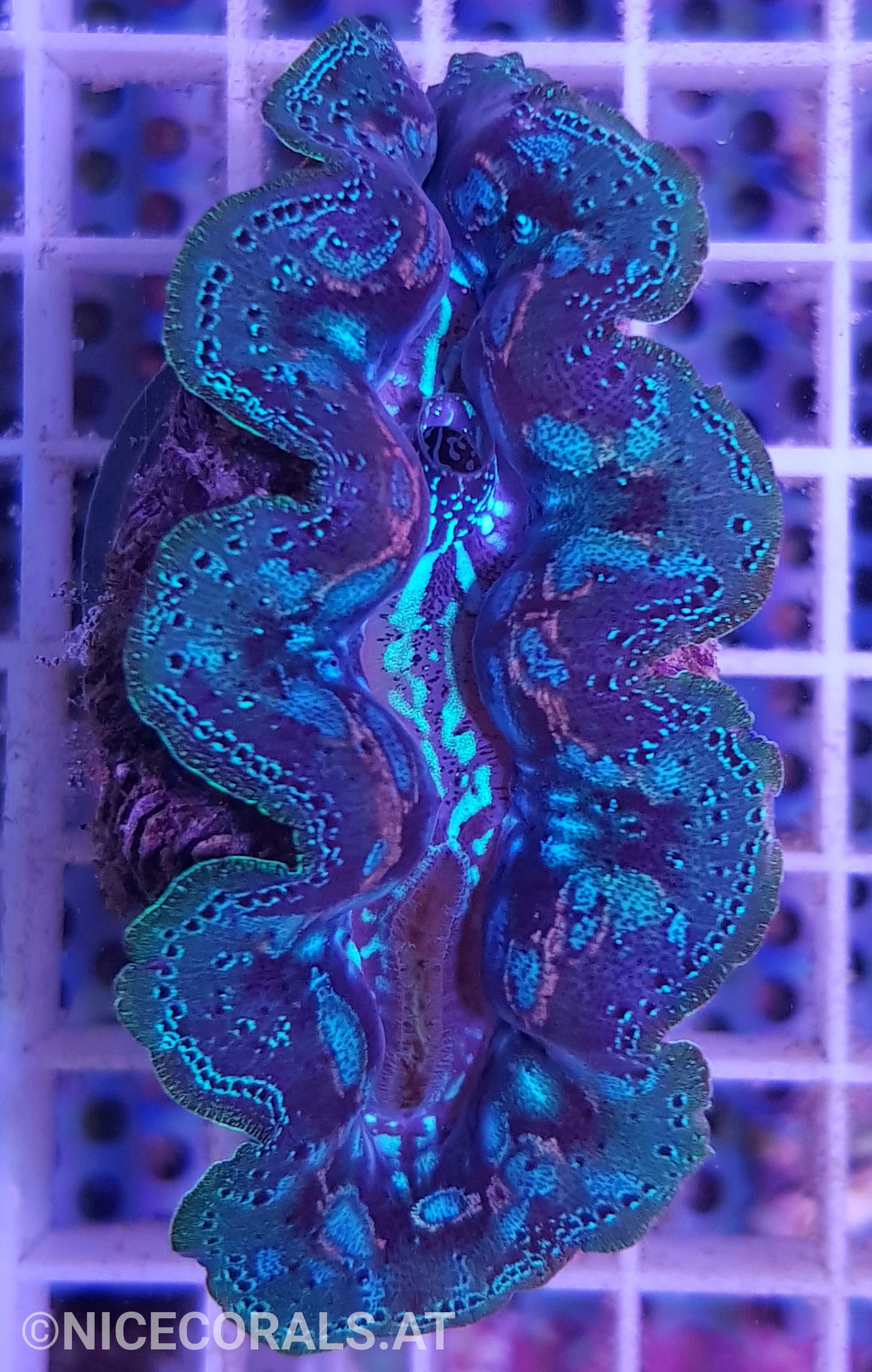 Tridacna crocea 7cm