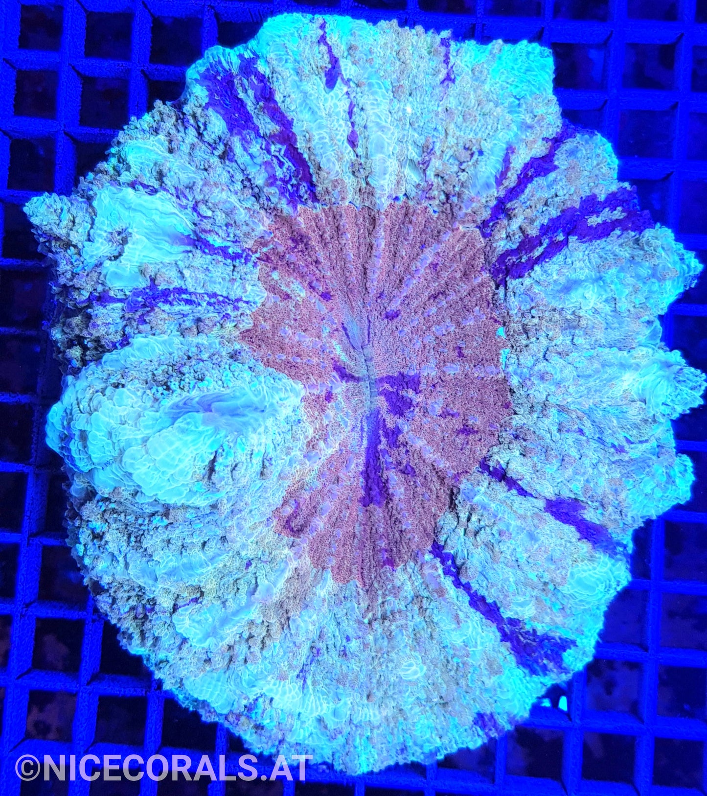 Cynarina SP. Acanthophyllia