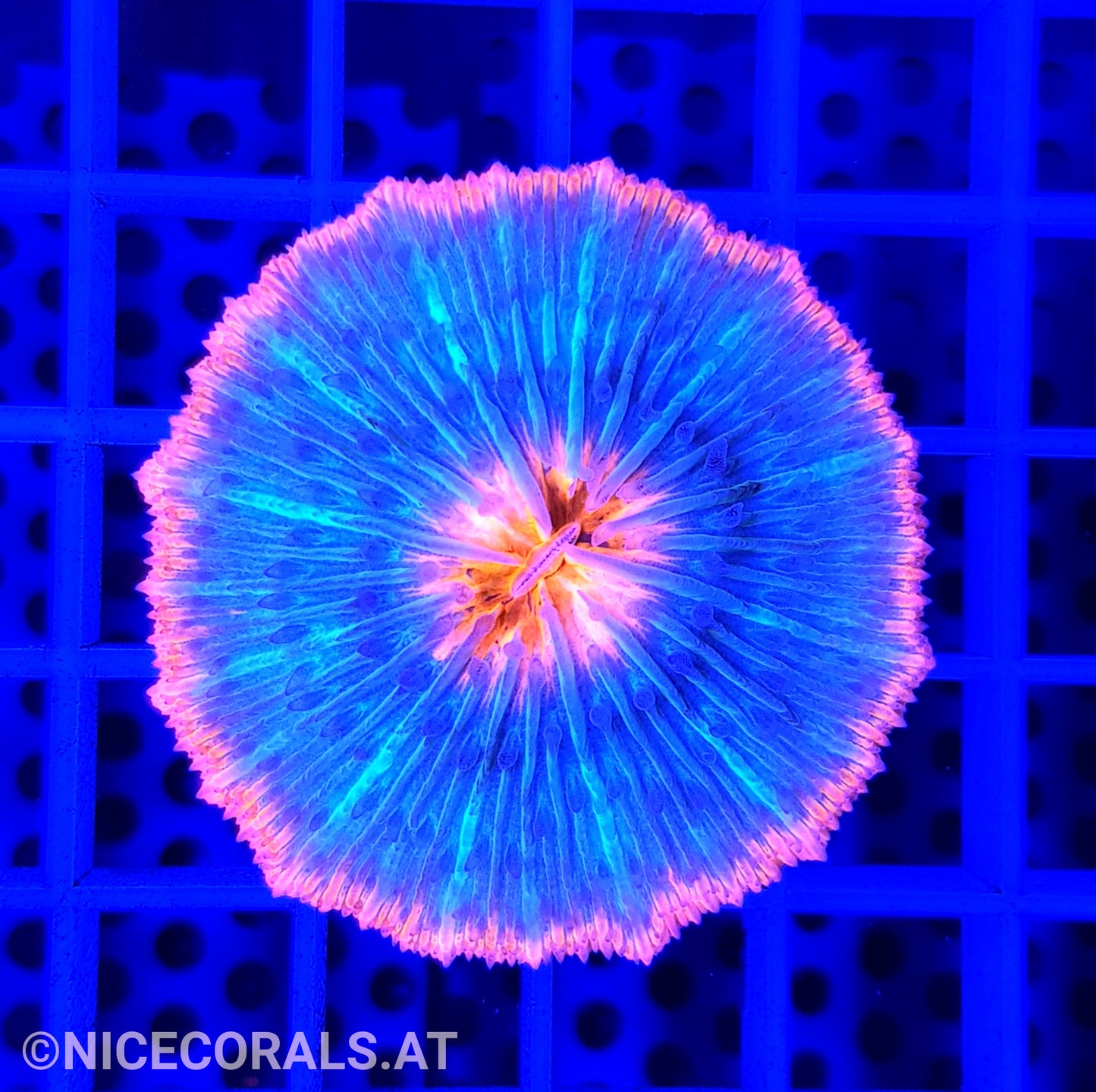 Cycloseris Red Rim