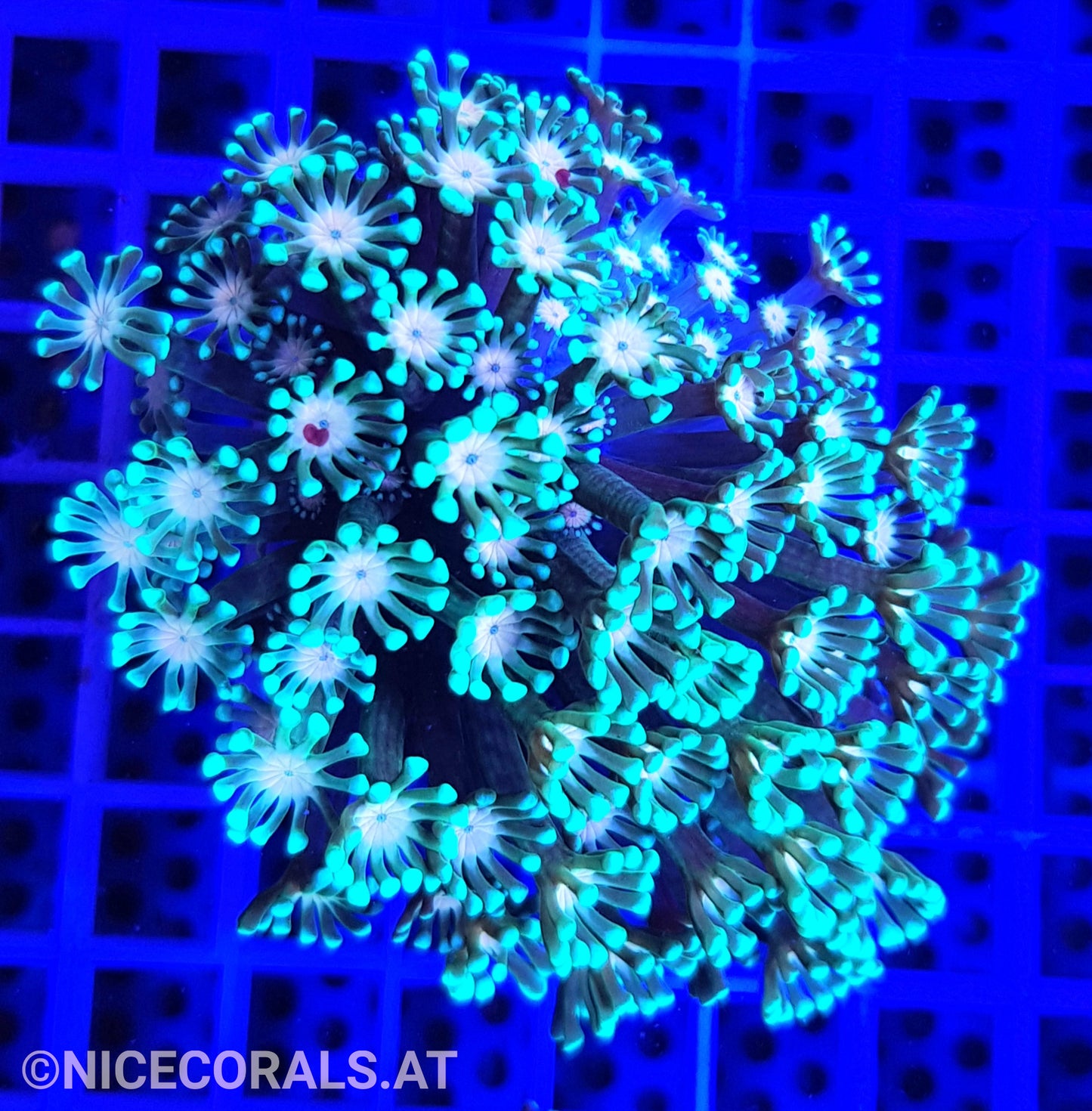 Alveopora
