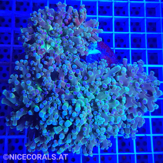 Euphyllia Paradivisa 4-5 Heads