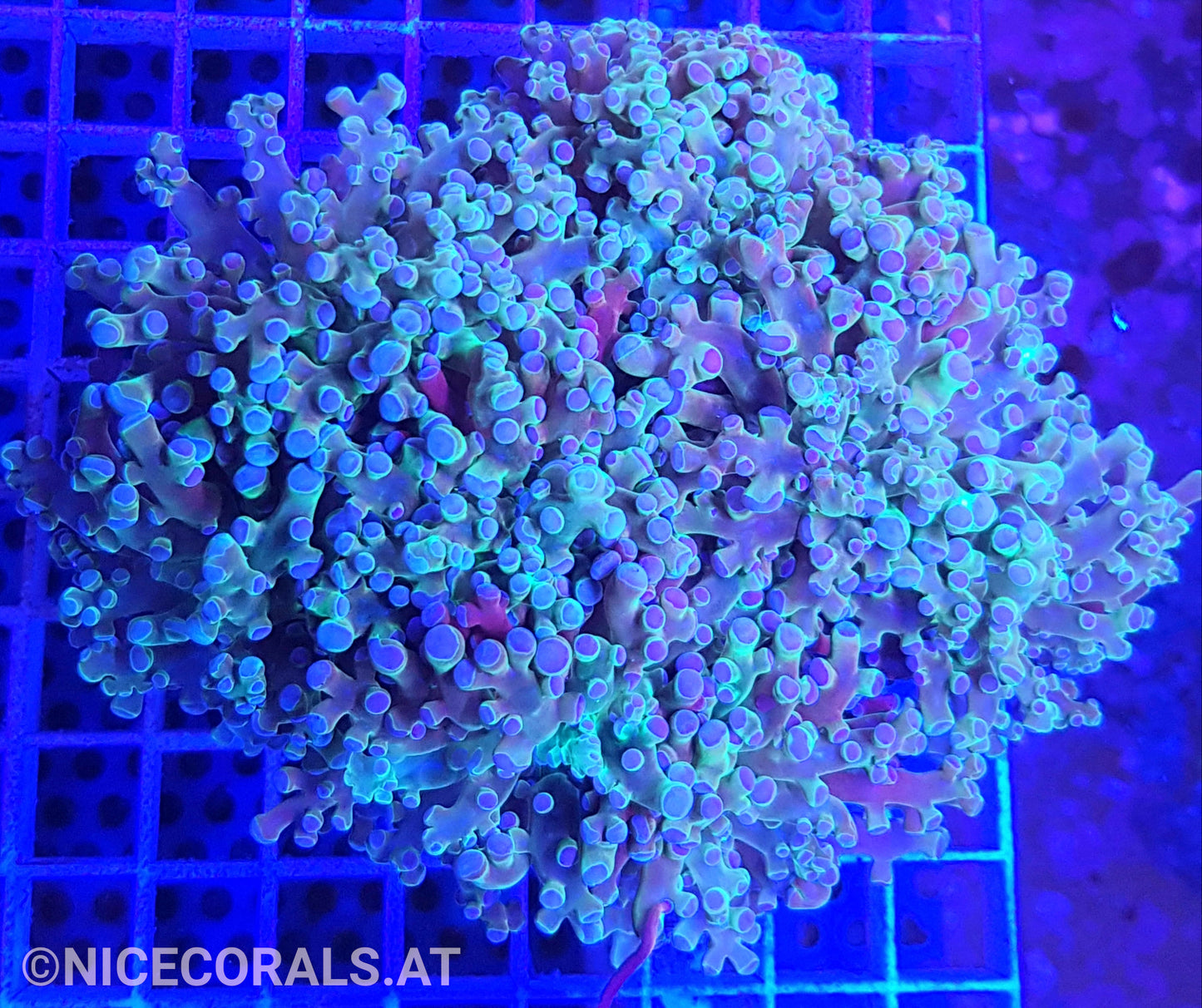 Euphyllia Paradivisa 4-5 Heads