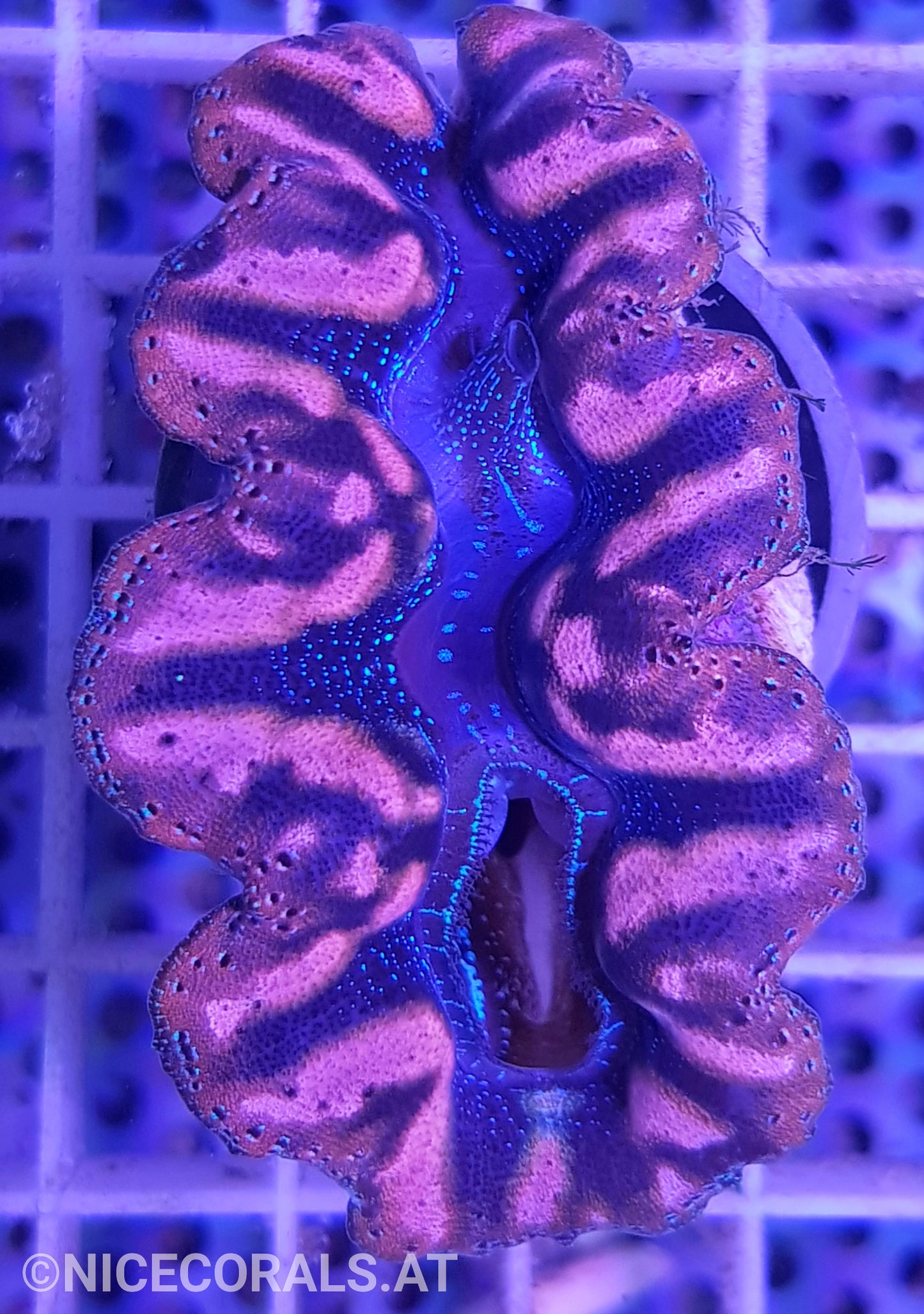 Tridacna crocea 5cm