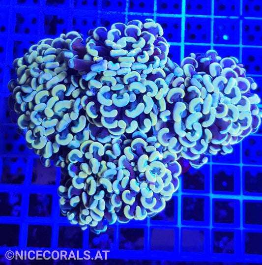 Euphyllia Paraancora Golden Nugget 4-5 Heads