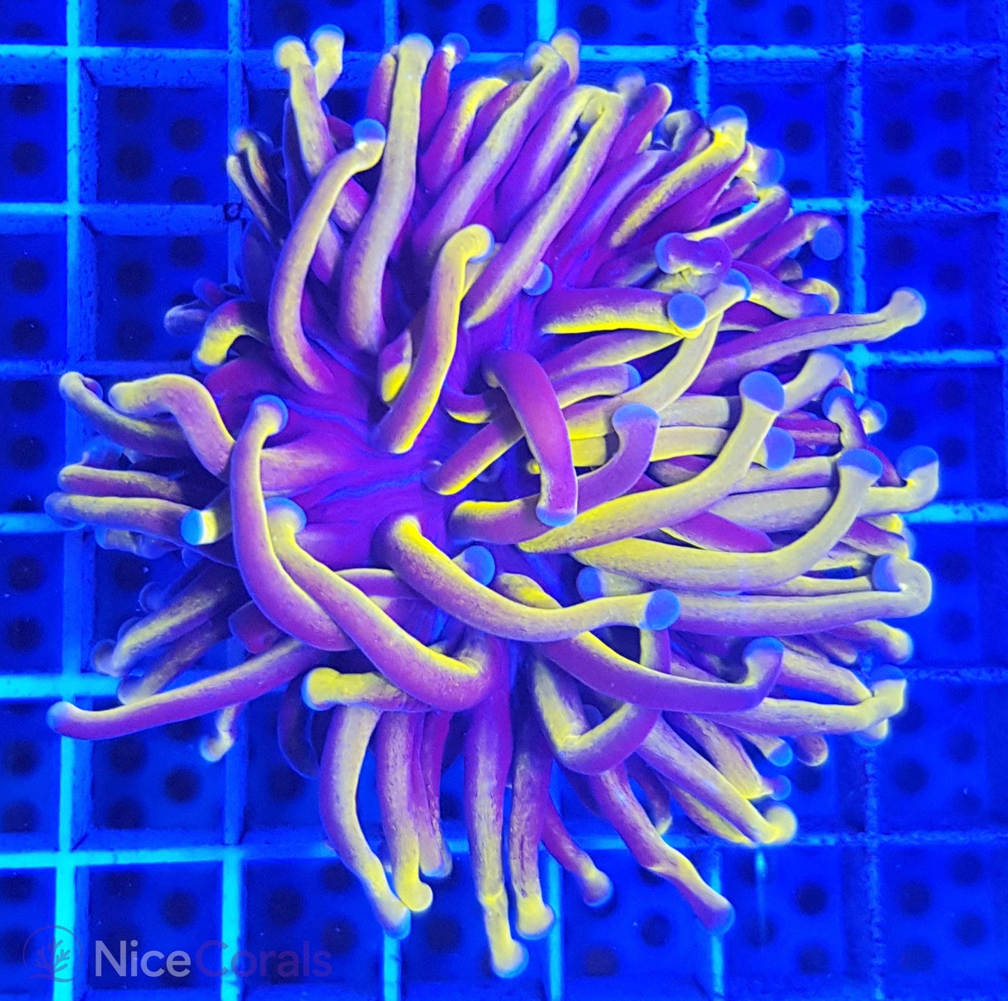 Euphyllia Gold Torch