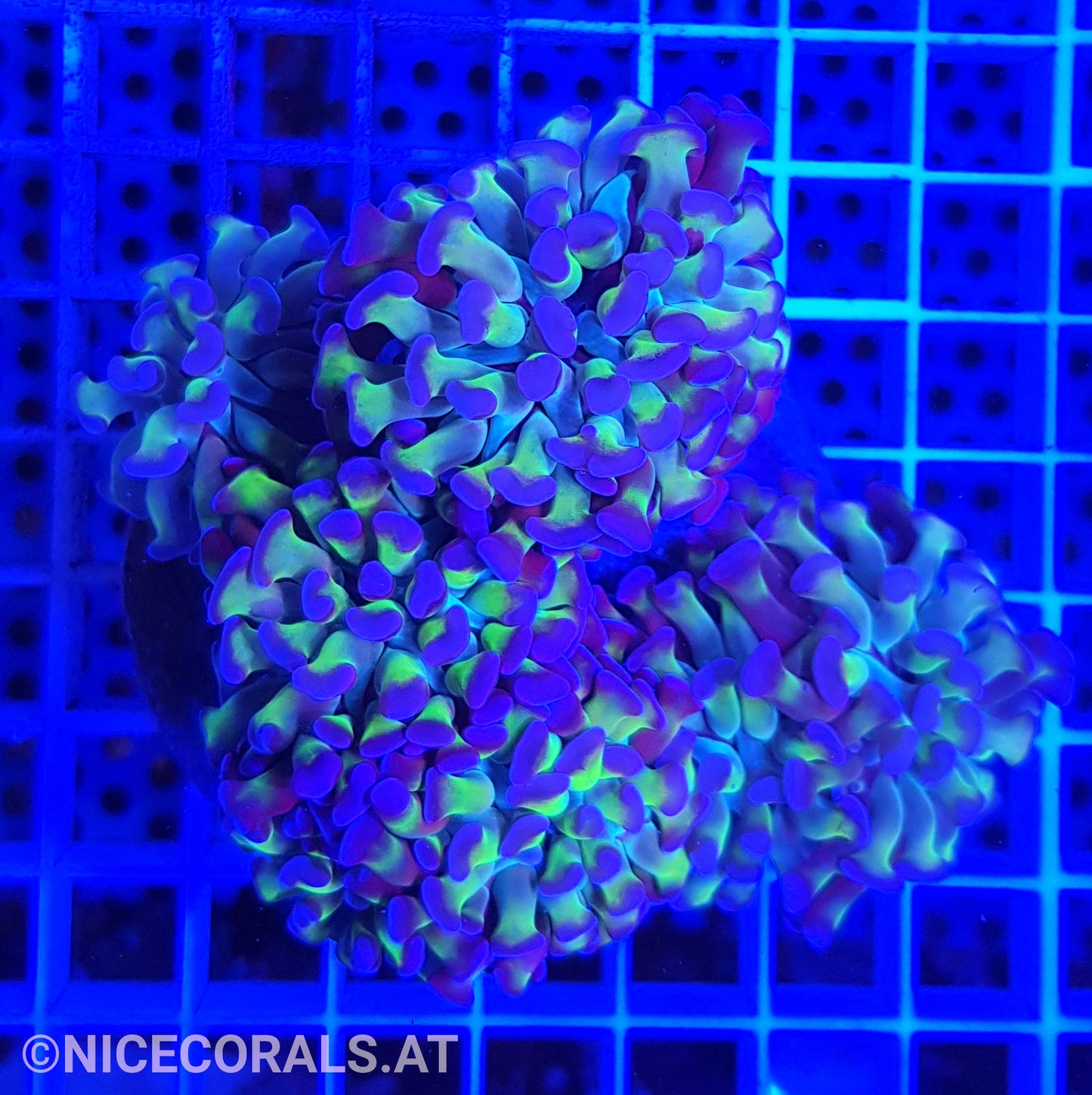 Euphyllia Paraancora 4-5 Heads