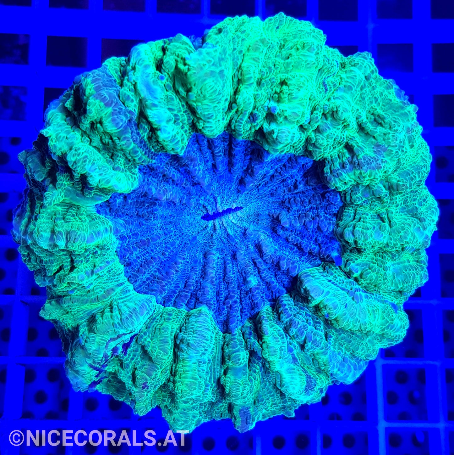 Cynarina SP. Acanthophyllia