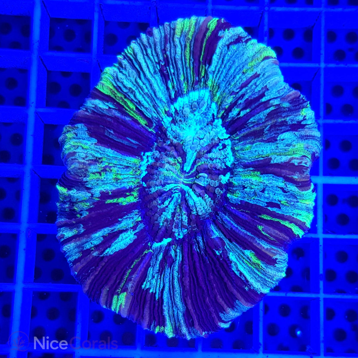 Trachyphyllia