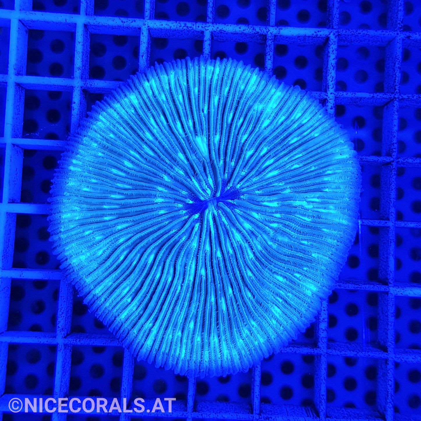Cycloseris