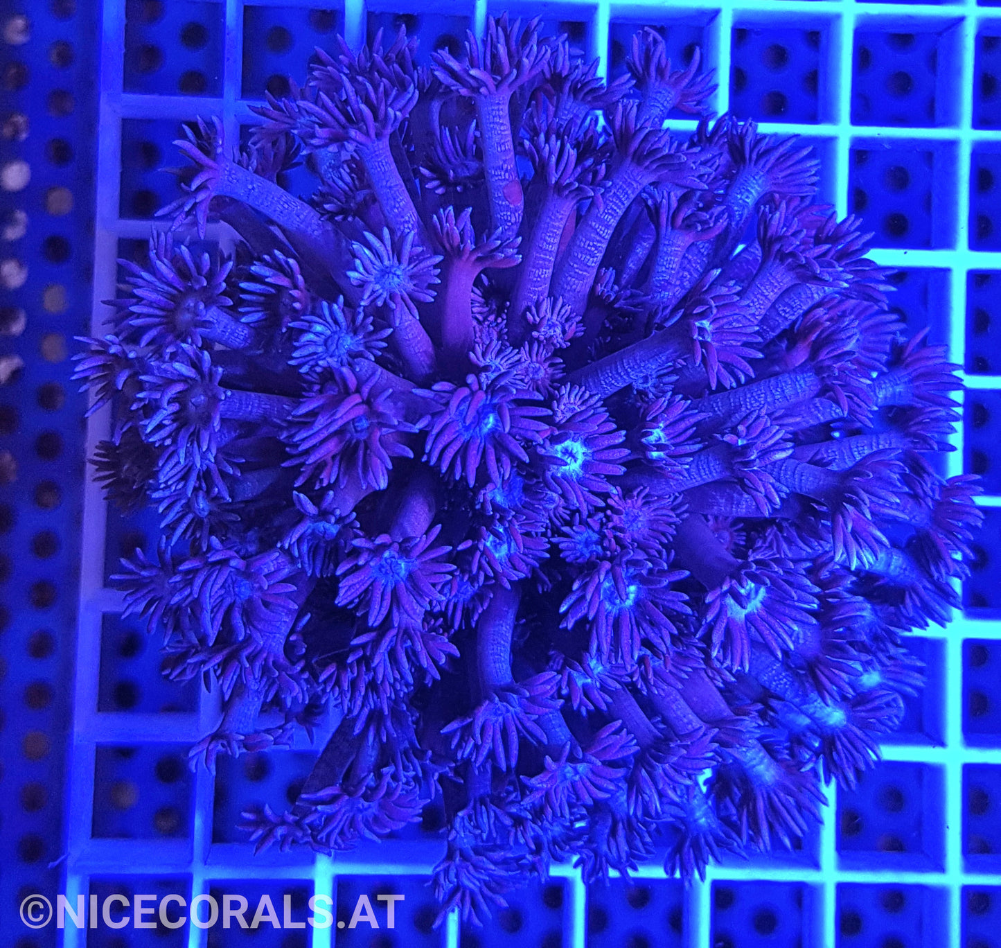 Goniopora