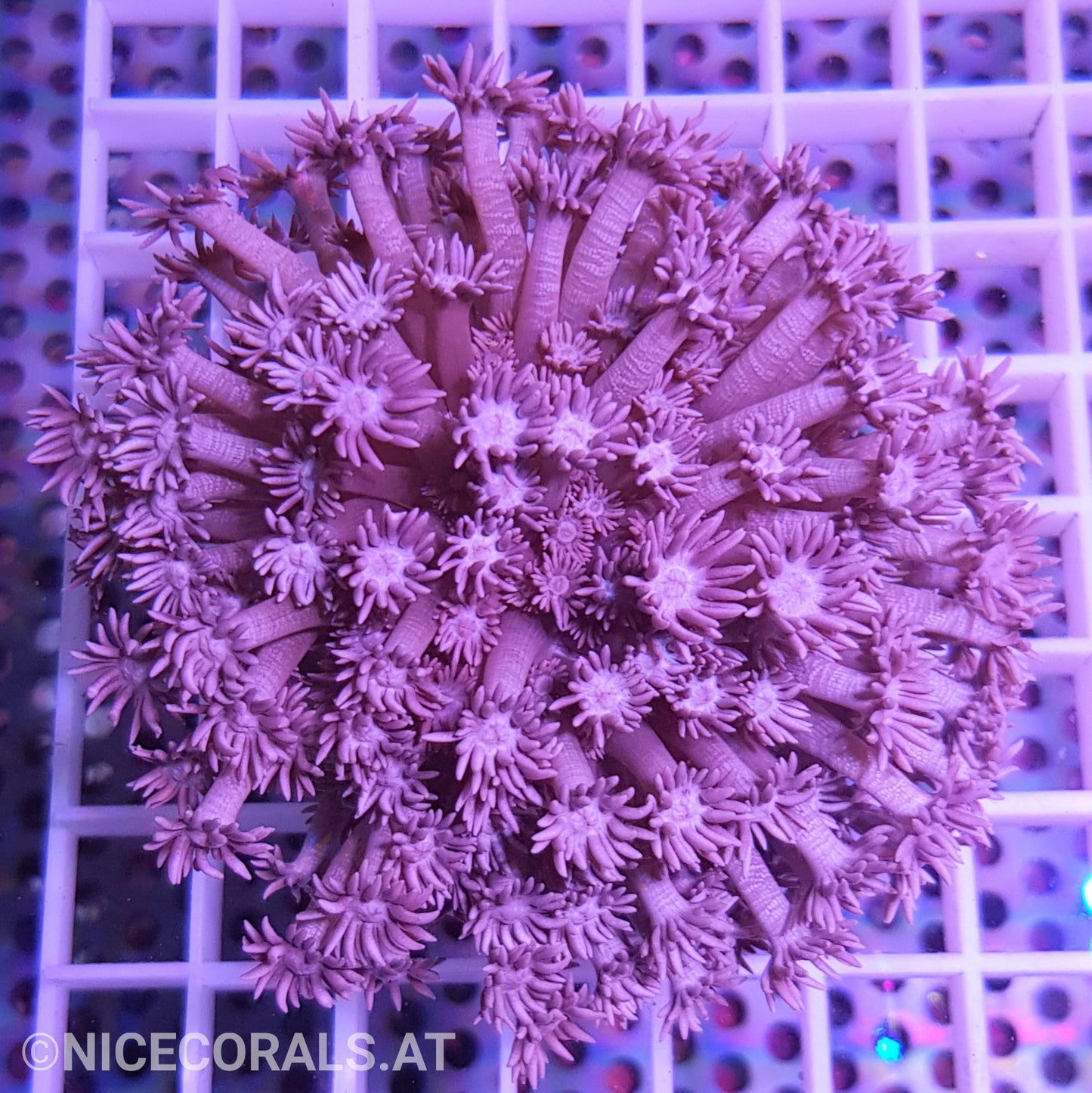 Goniopora