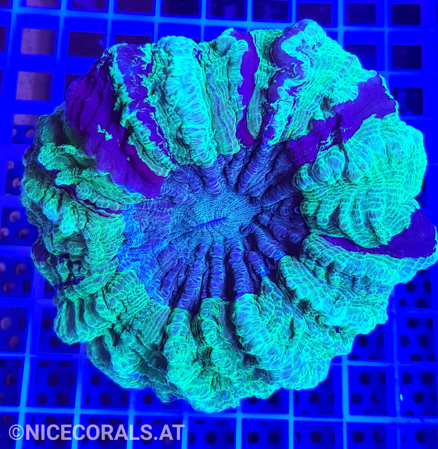 Cynarina SP. Acanthophyllia
