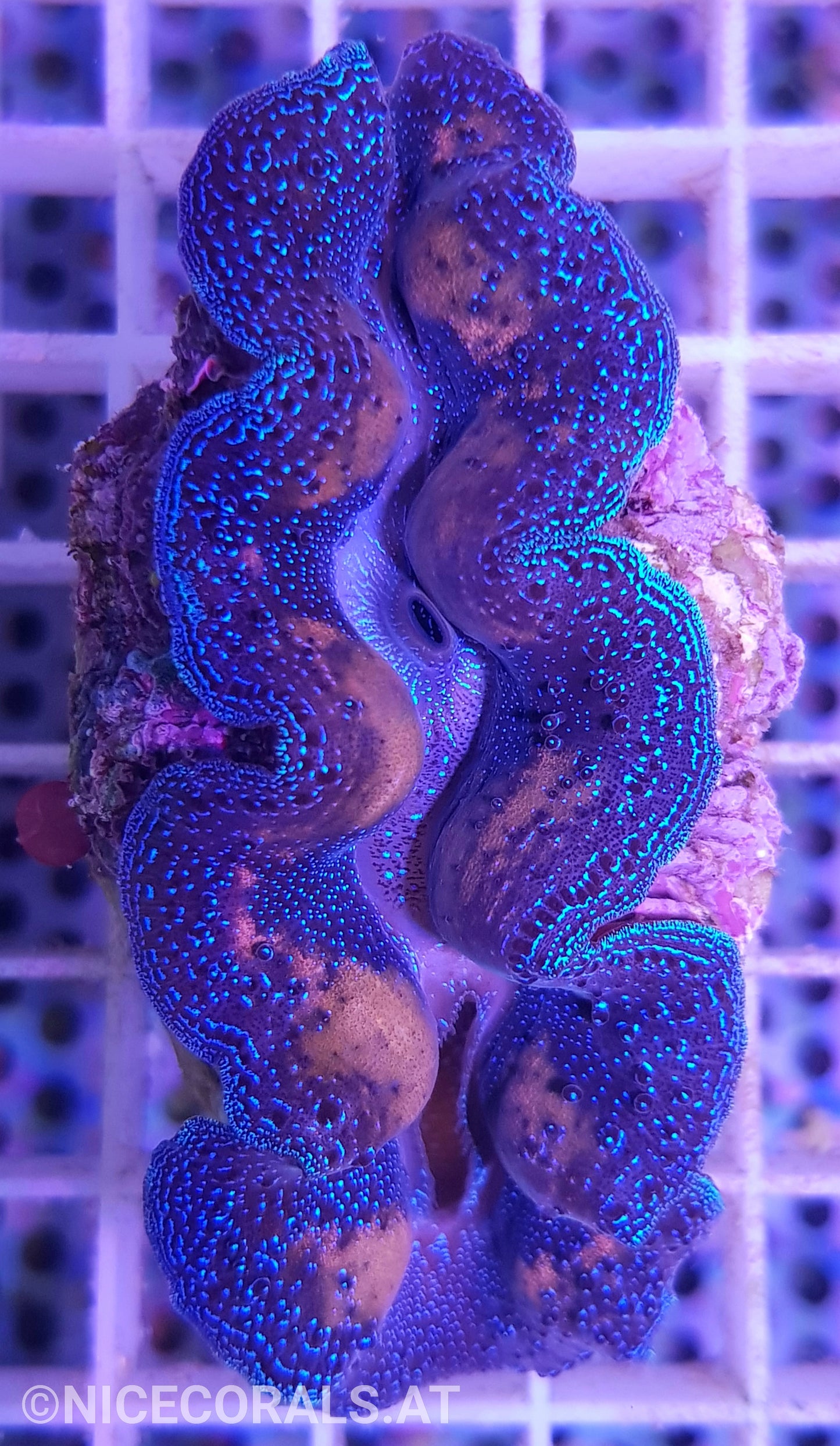Tridacna crocea 7cm