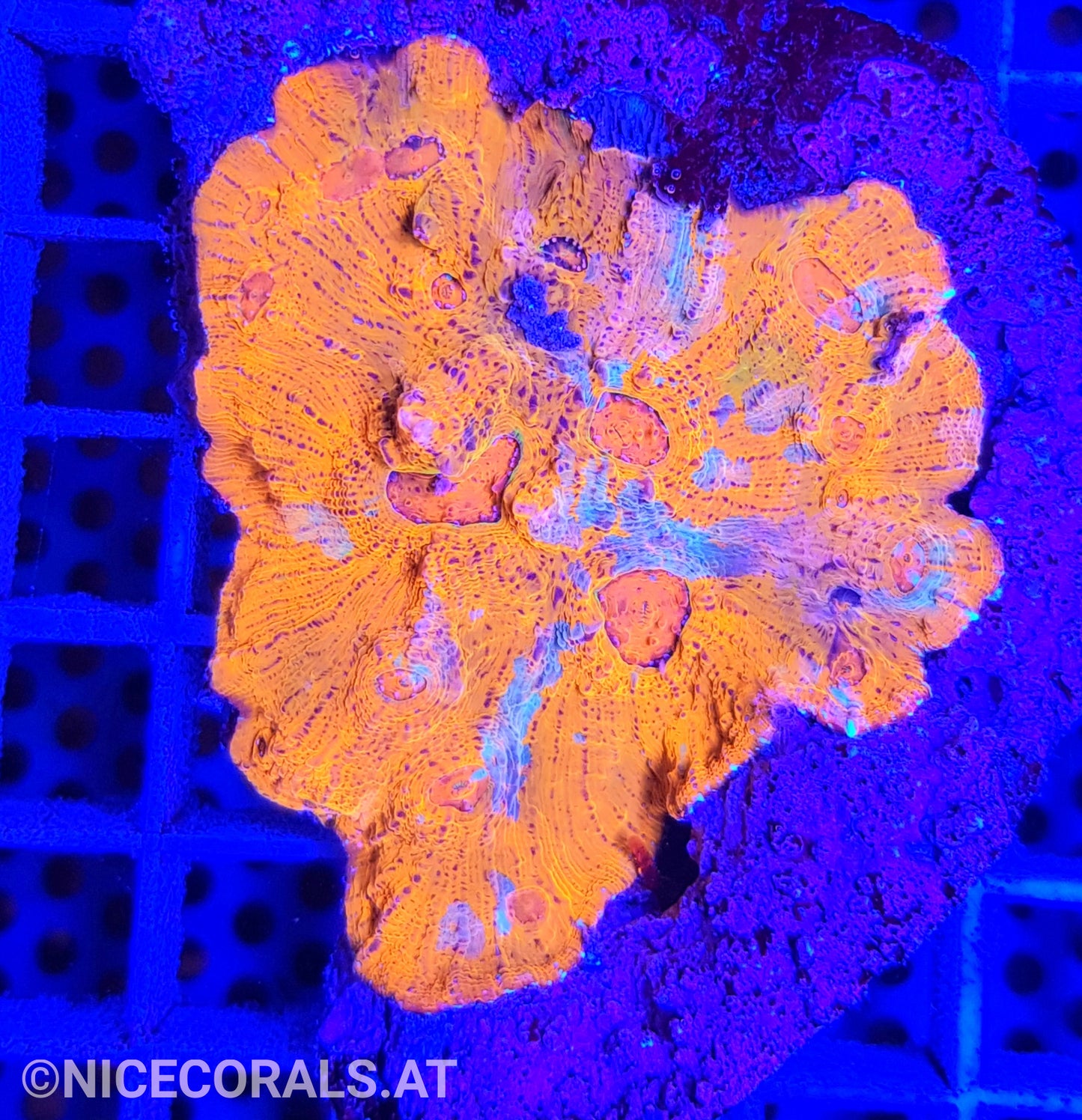 Chalice Katar Orenji