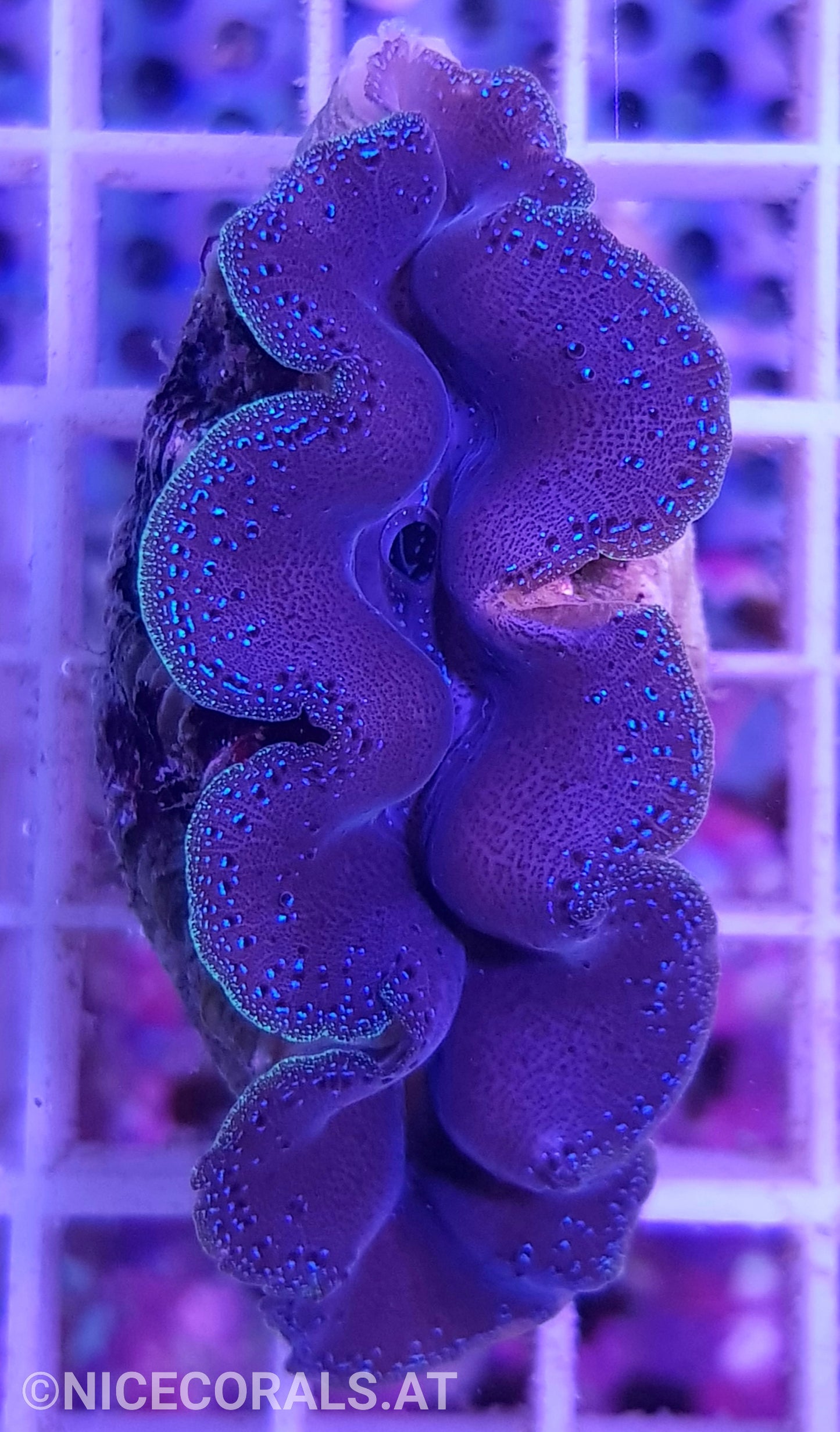 Tridacna crocea 6cm