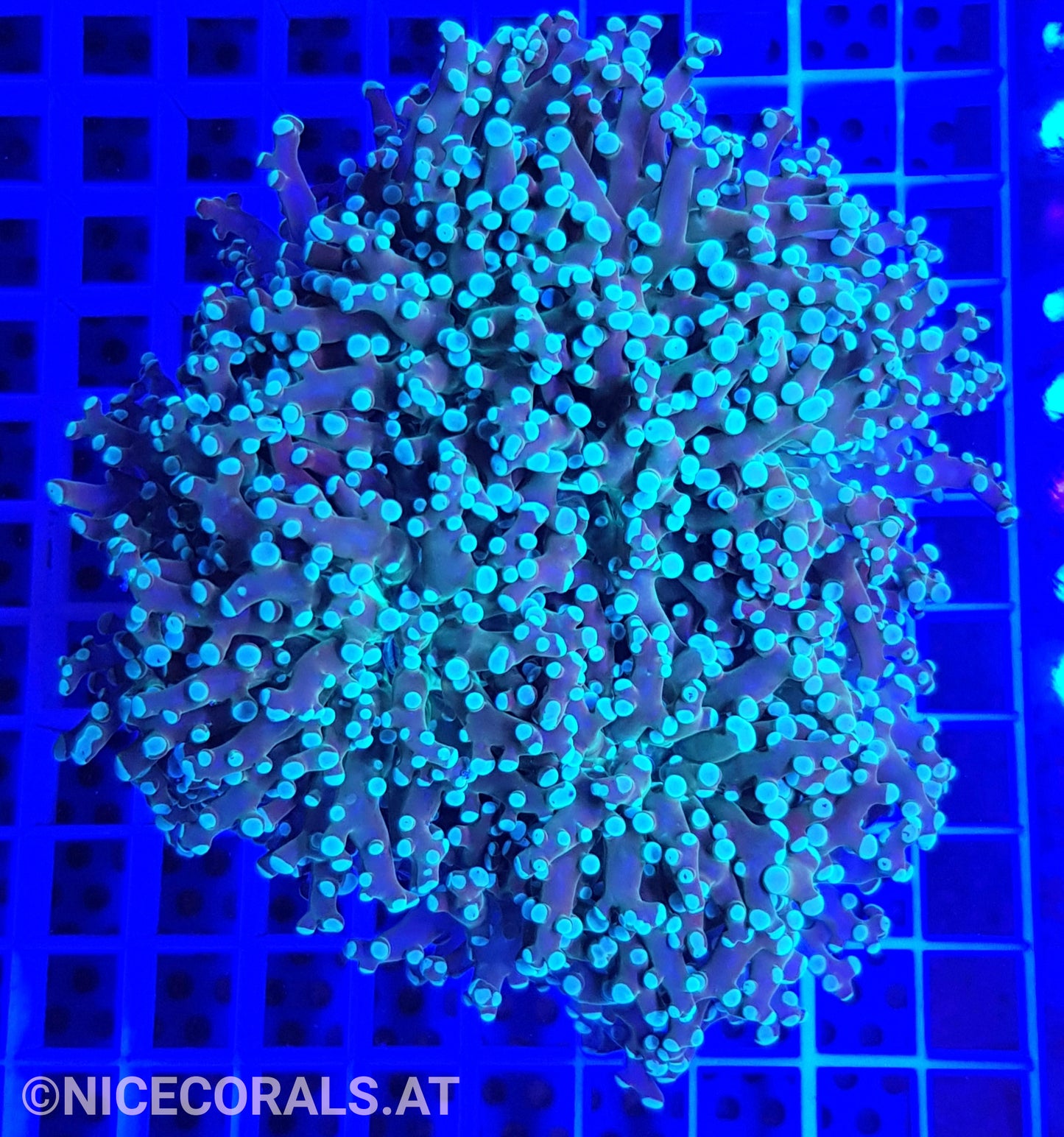 Euphyllia Paradivisa 4-5 Heads