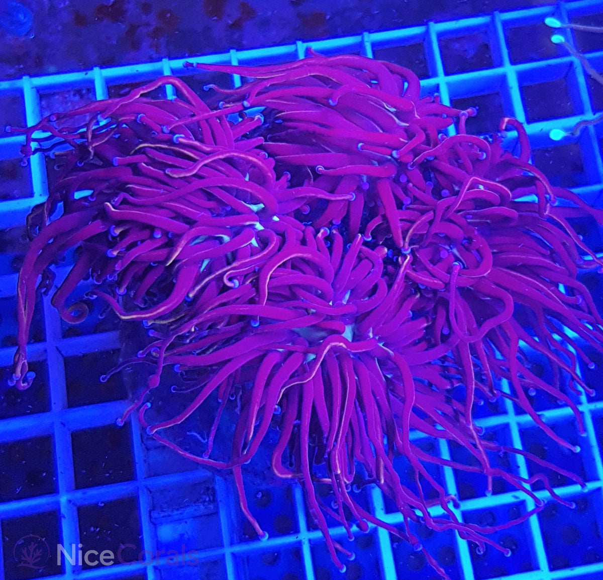 Euphyllia torch