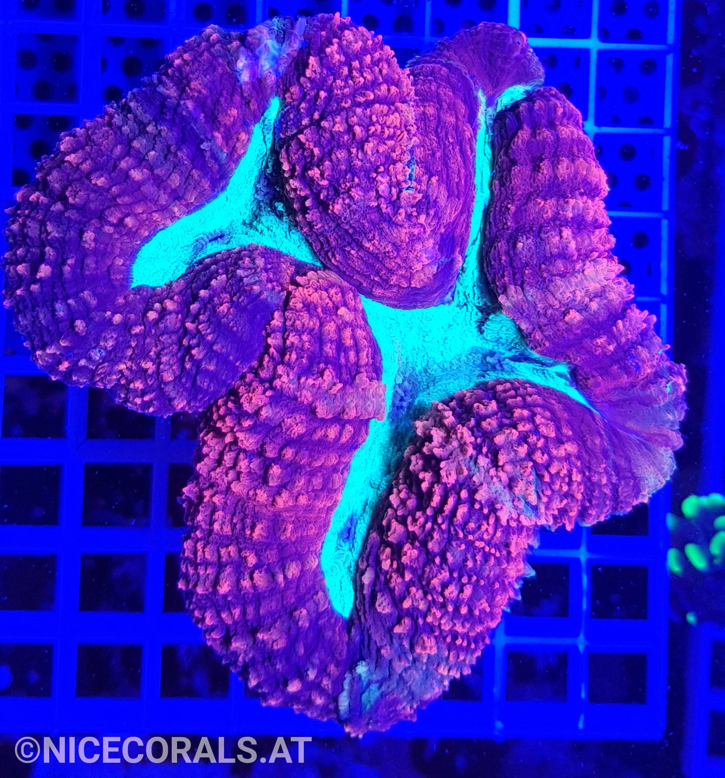 Lobophyllia