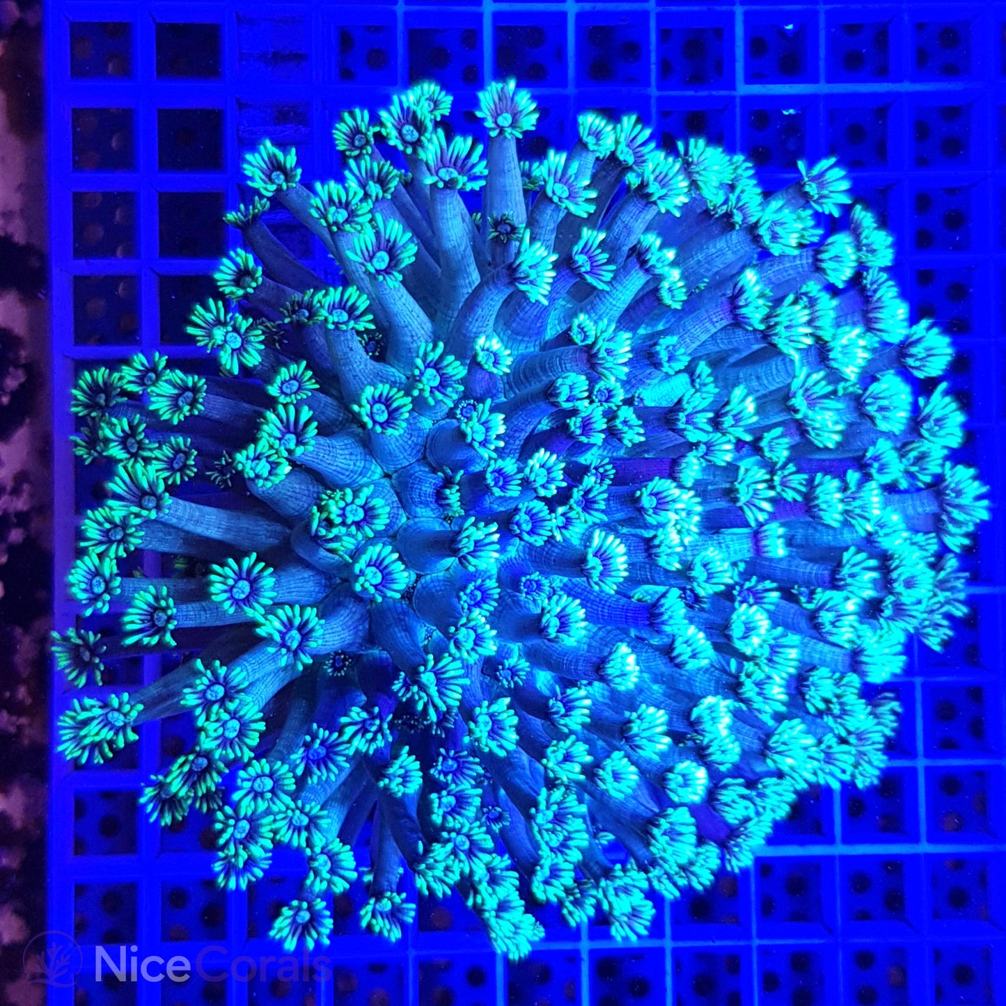 Goniopora XXL