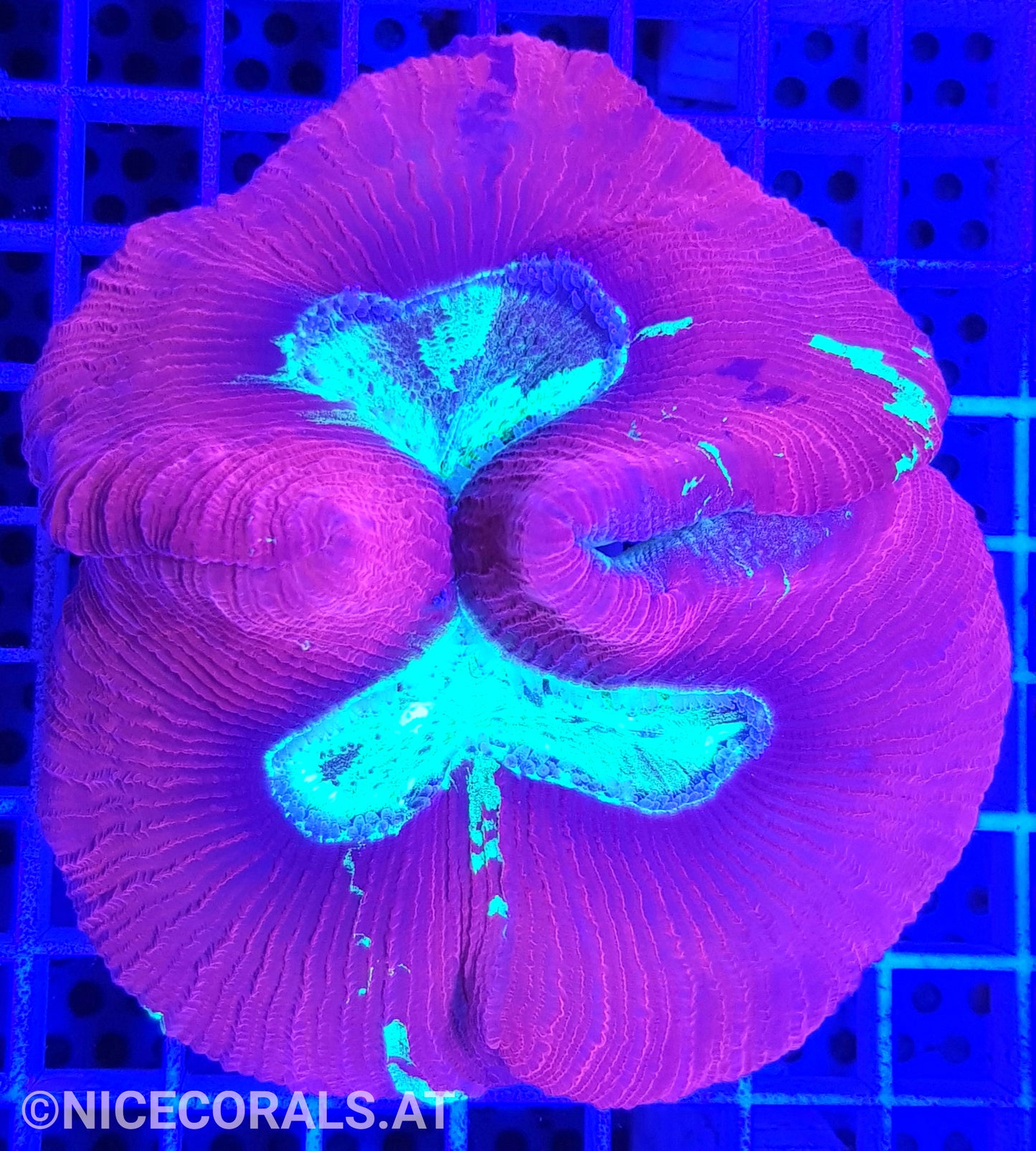 Trachyphyllia