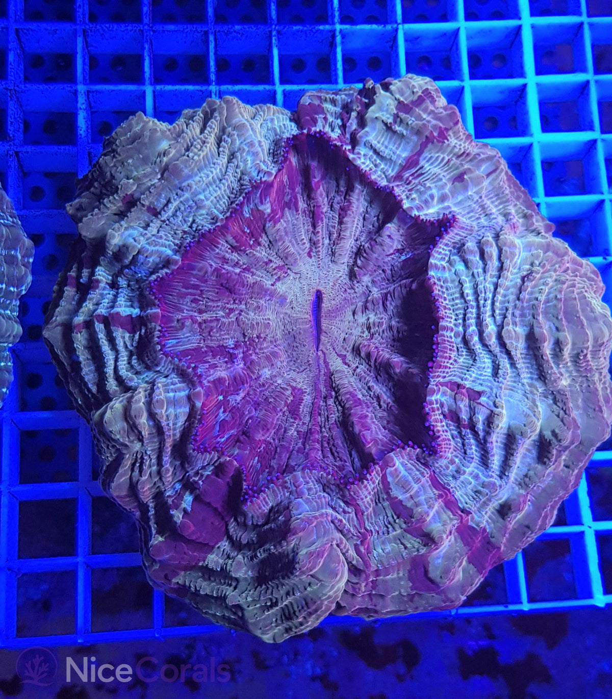 Cynarina SP. Acanthophyllia