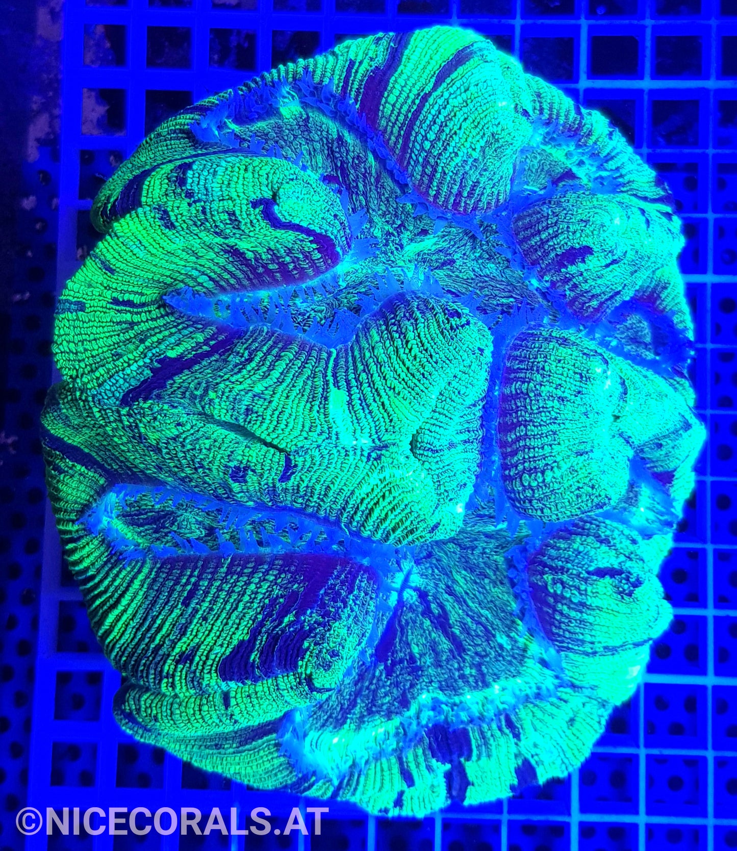 Trachyphyllia XXL