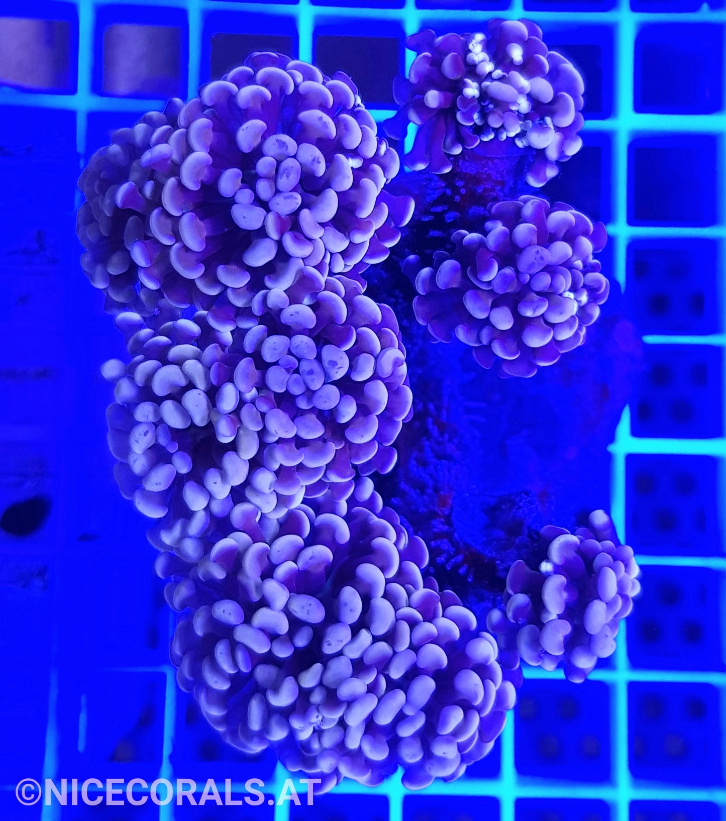 Euphyllia Paraancora 4-5 Heads